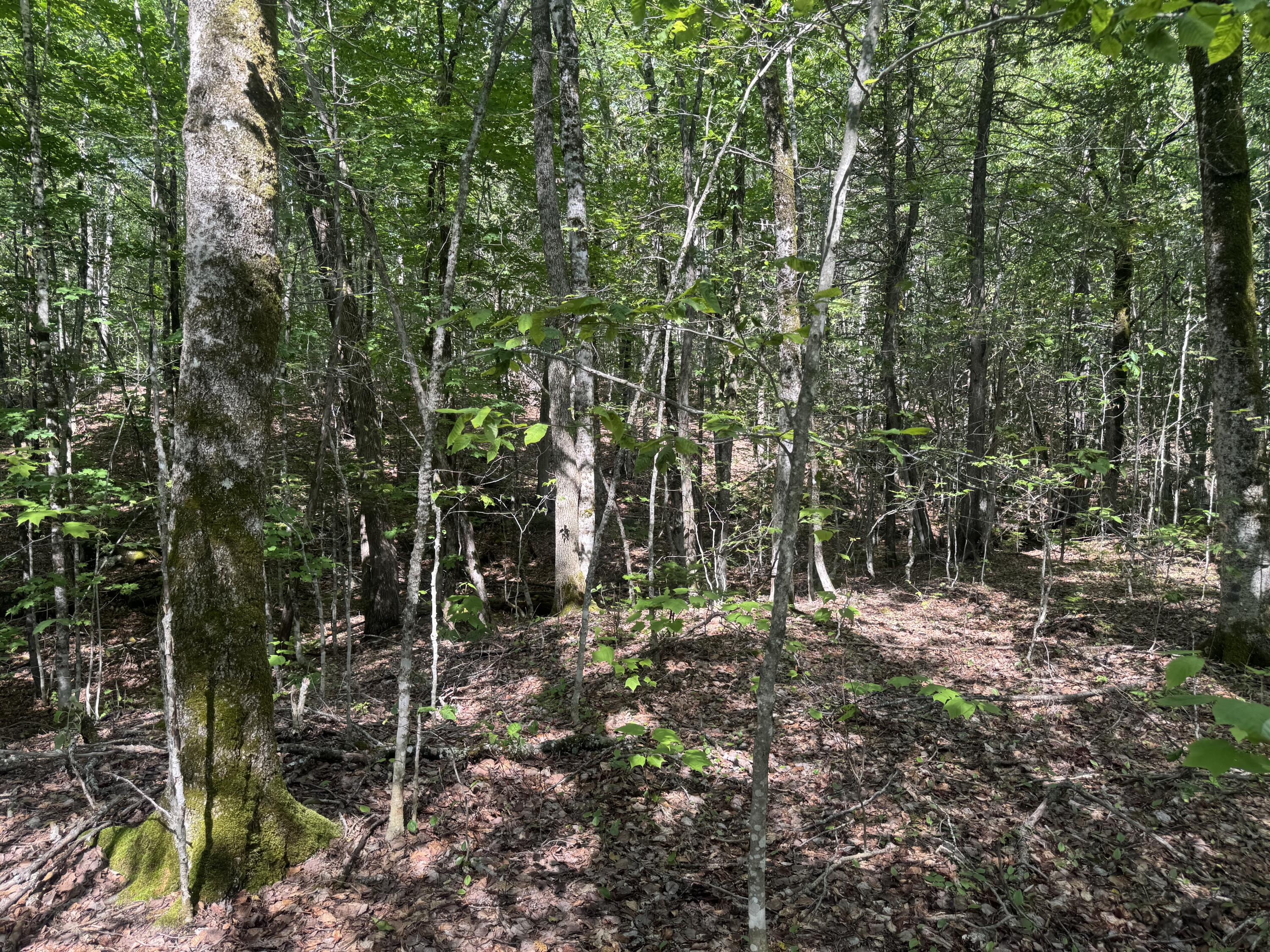 Lot 7 Curtis Farm Road Property Photo 3