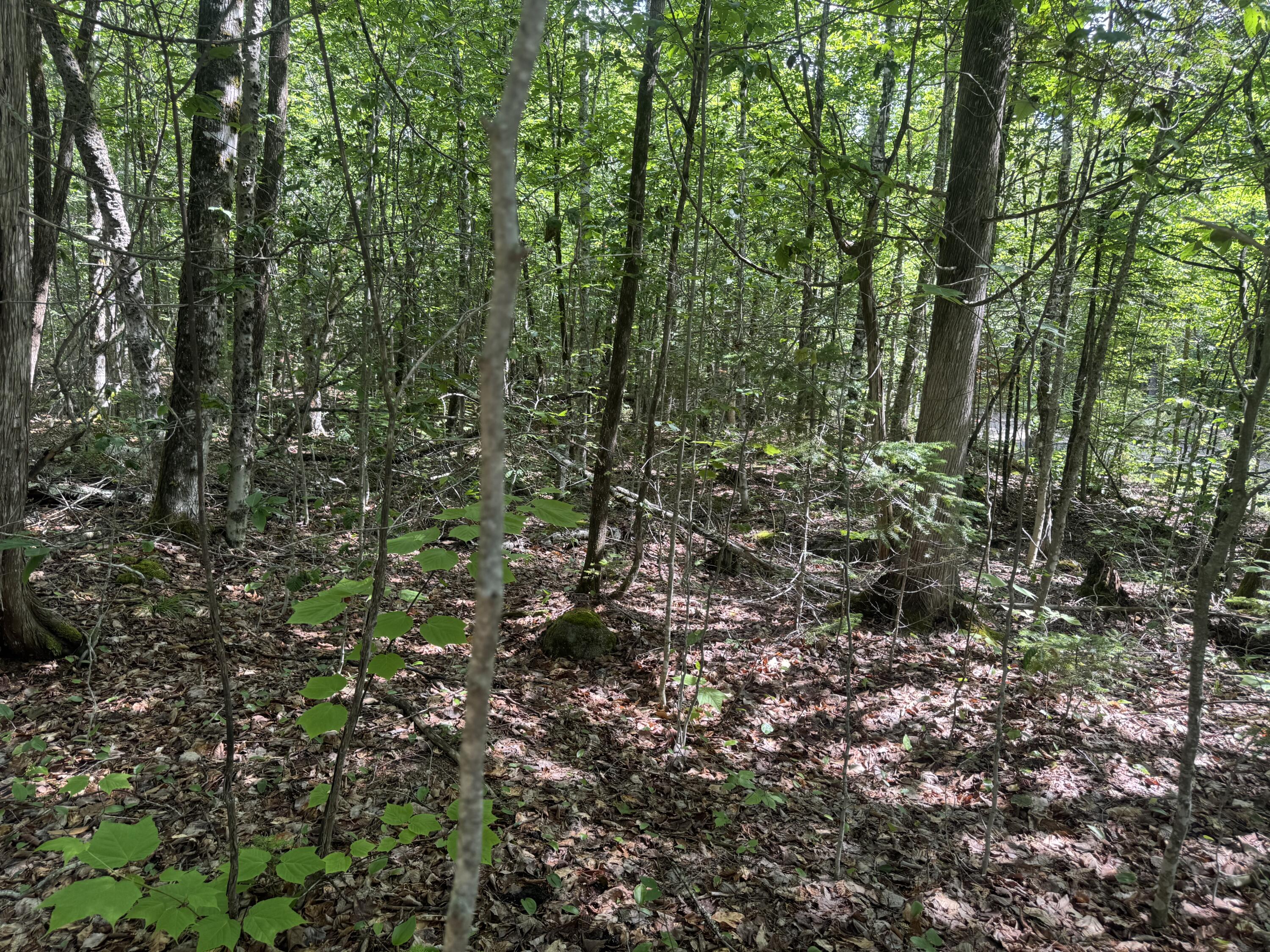 Lot 7 Curtis Farm Road Property Photo 4