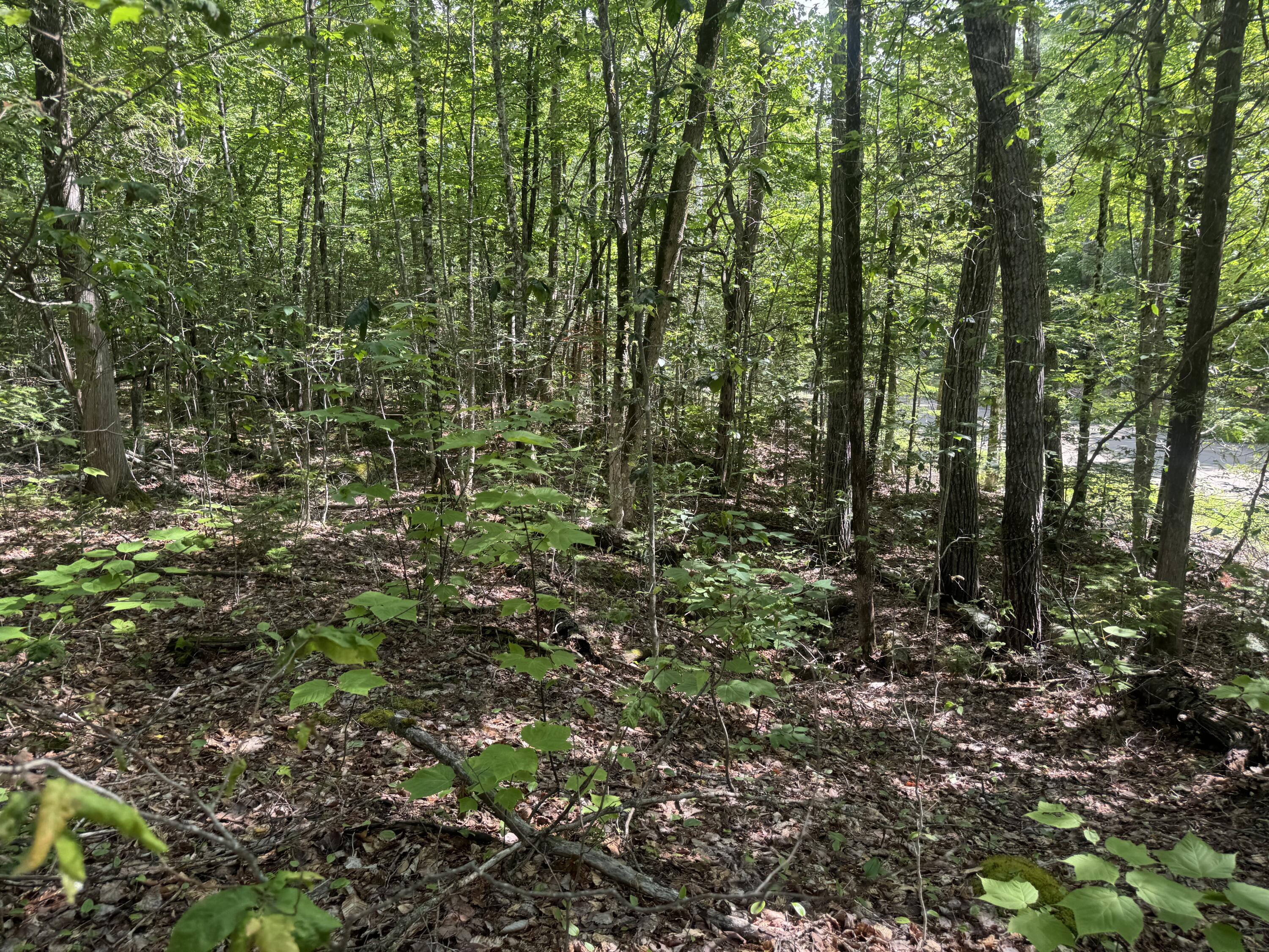 Lot 7 Curtis Farm Road Property Photo 6