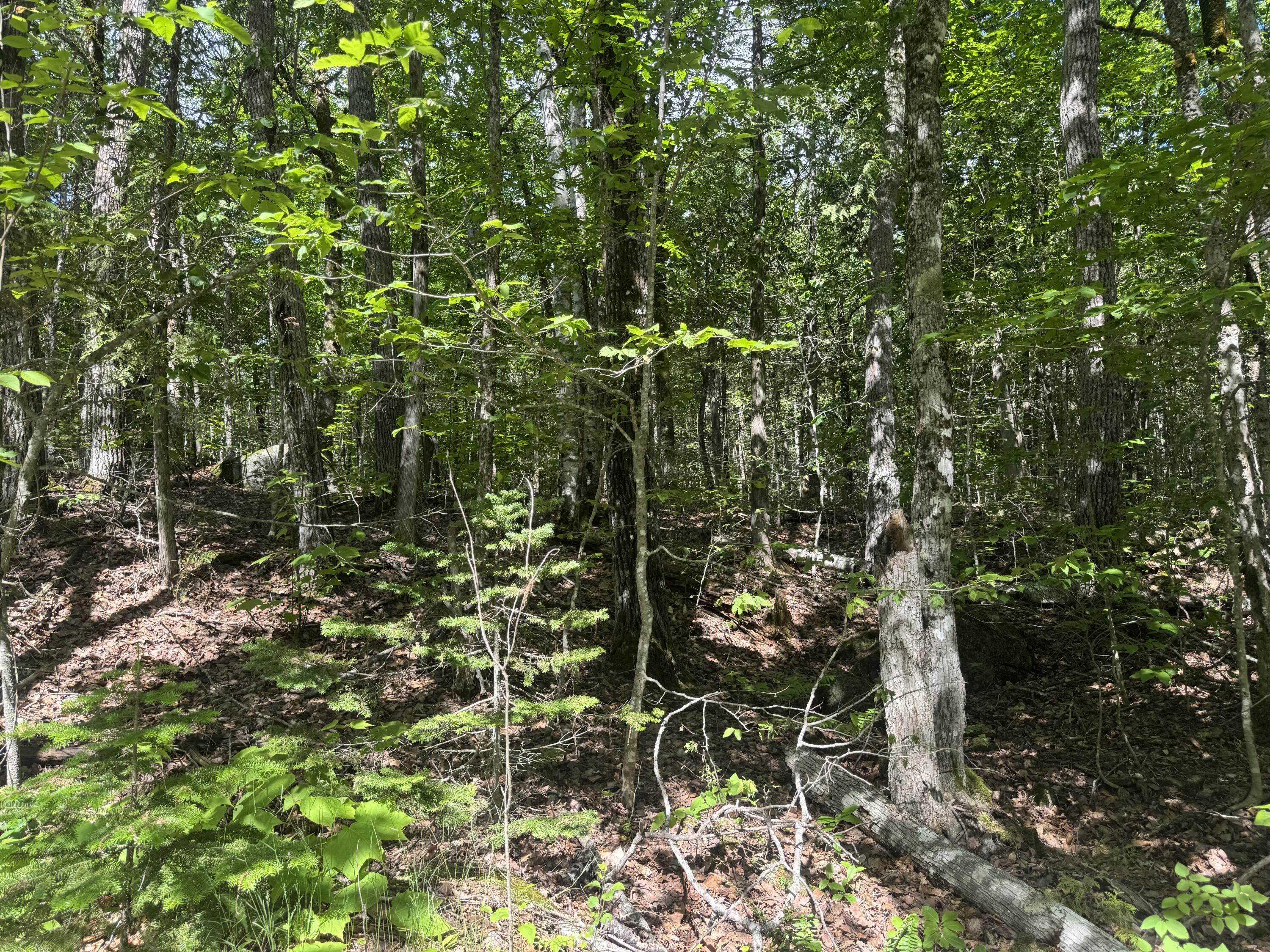Lot 7 Curtis Farm Road Property Photo 7