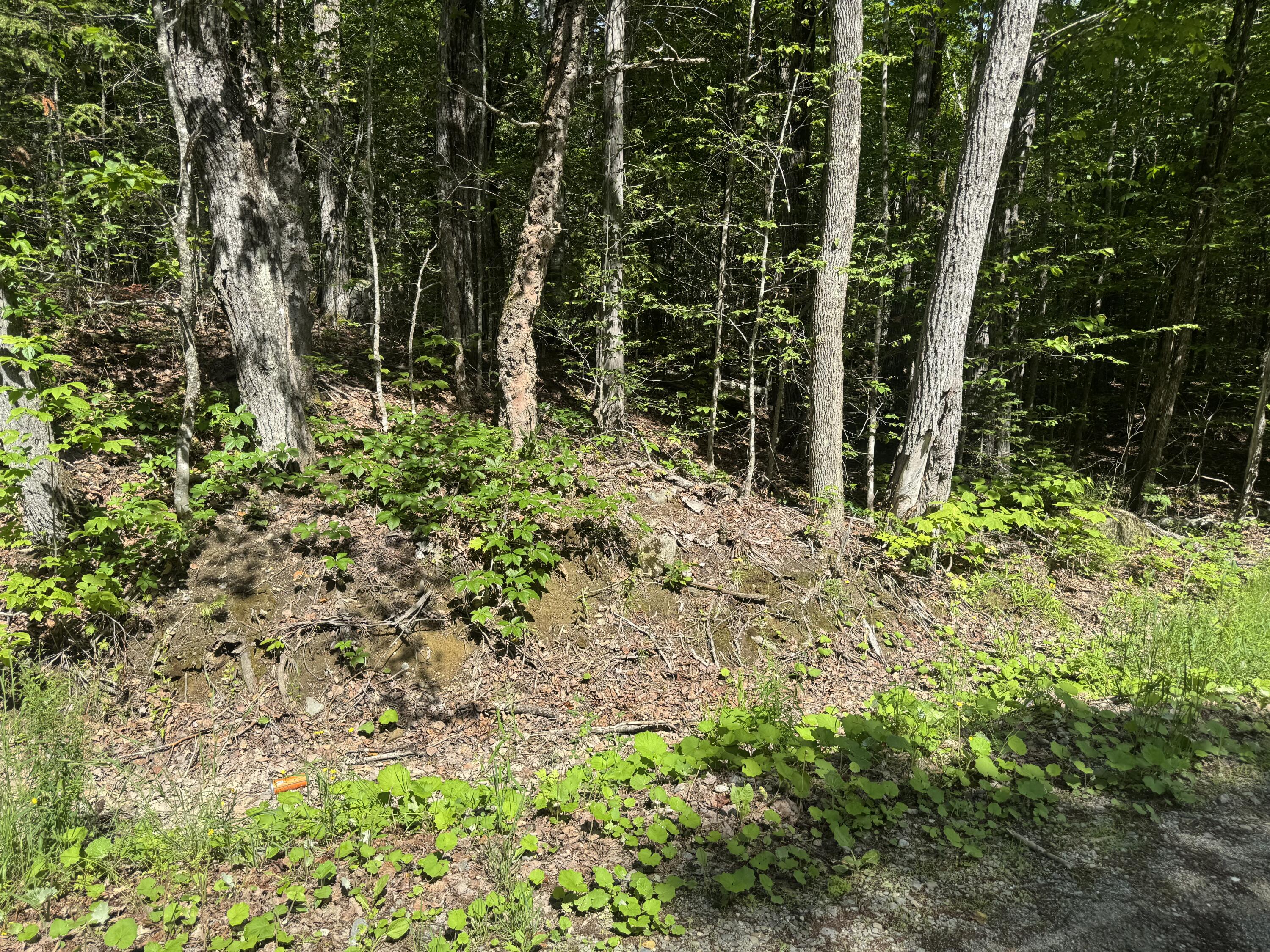 Lot 7 Curtis Farm Road Property Photo 8