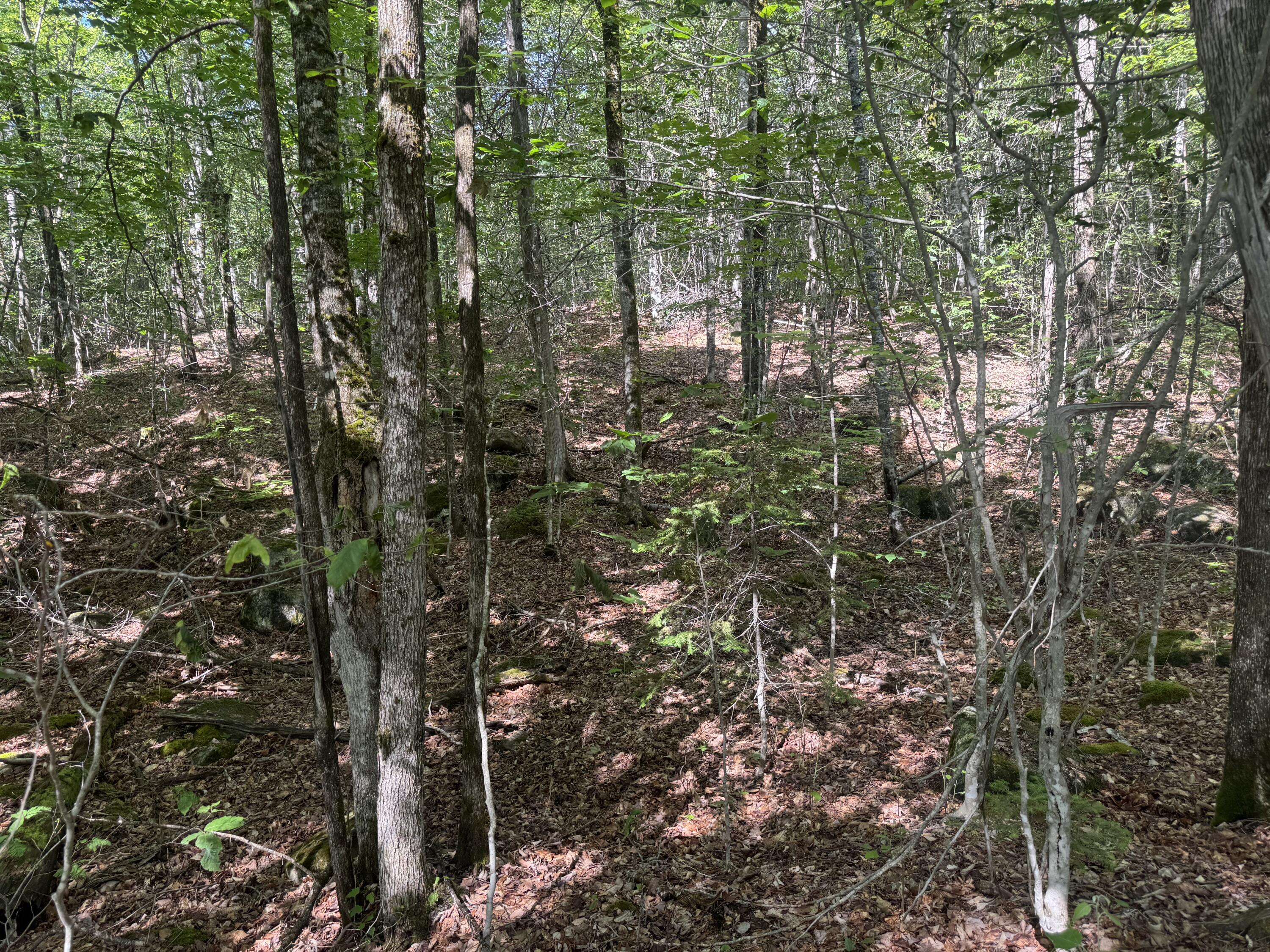 Lot 7 Curtis Farm Road Property Photo 9