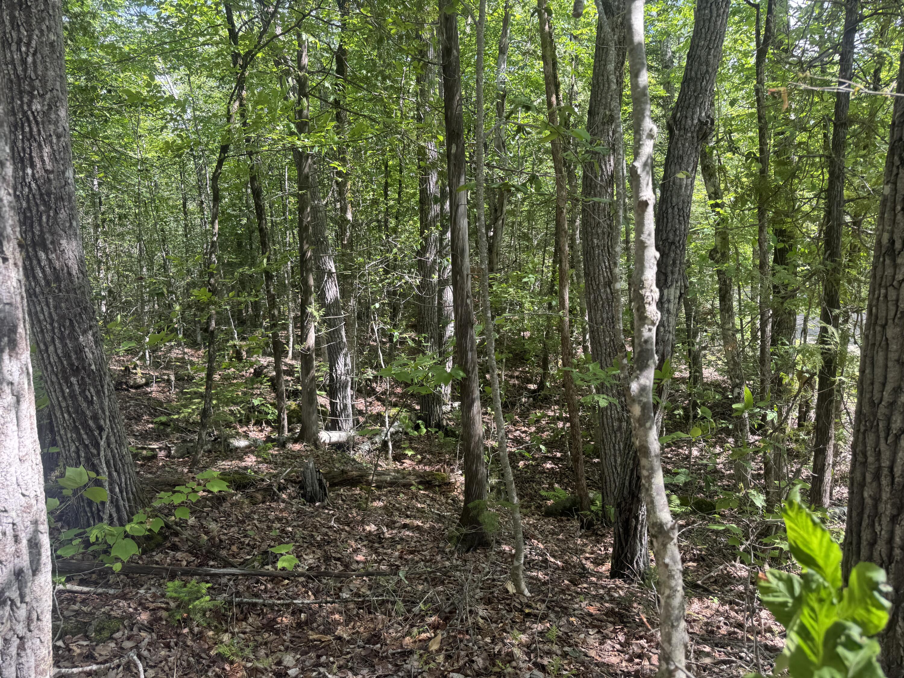 Lot 7 Curtis Farm Road Property Photo 10