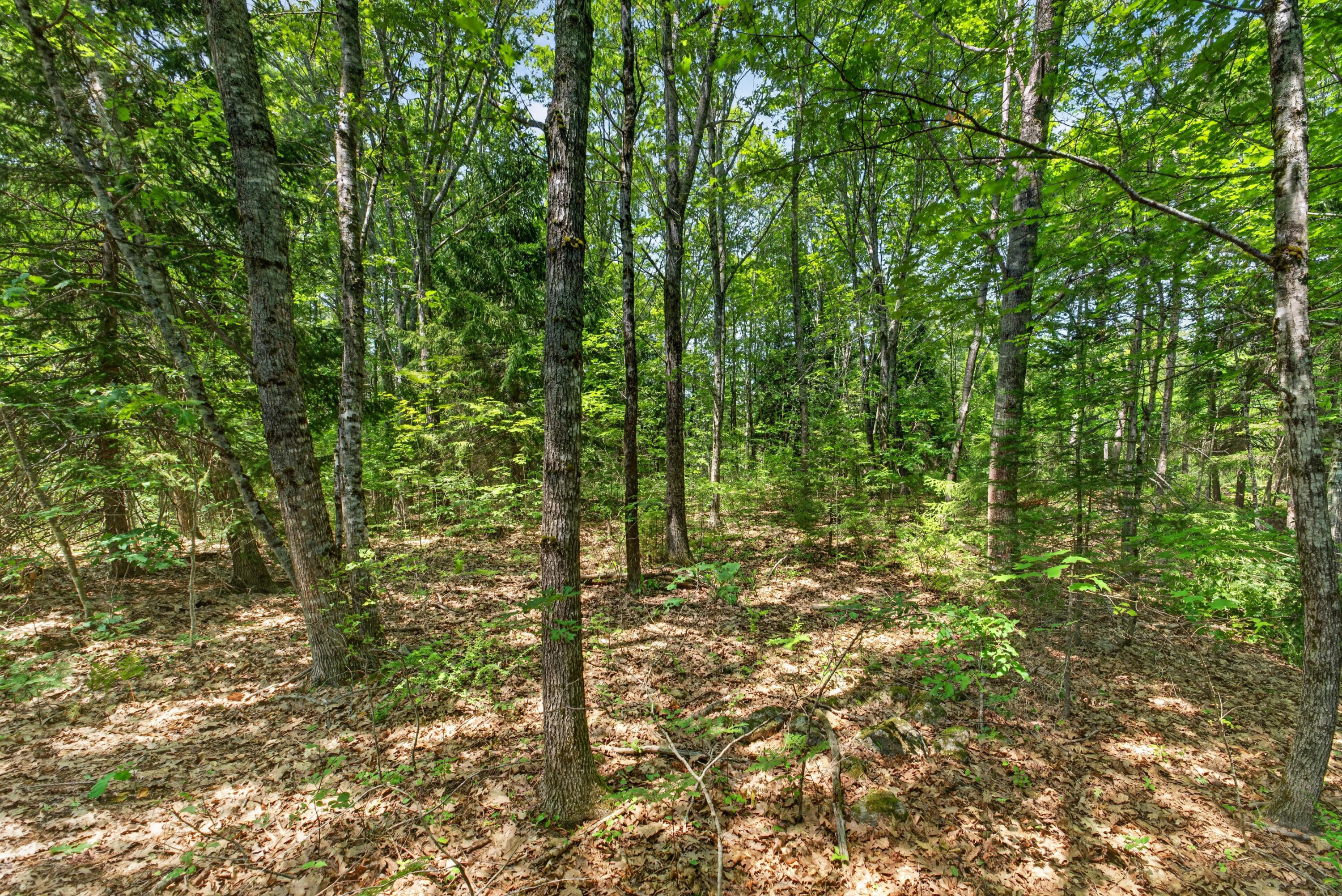 Lot #4 Lewis Hill Road Property Photo 10