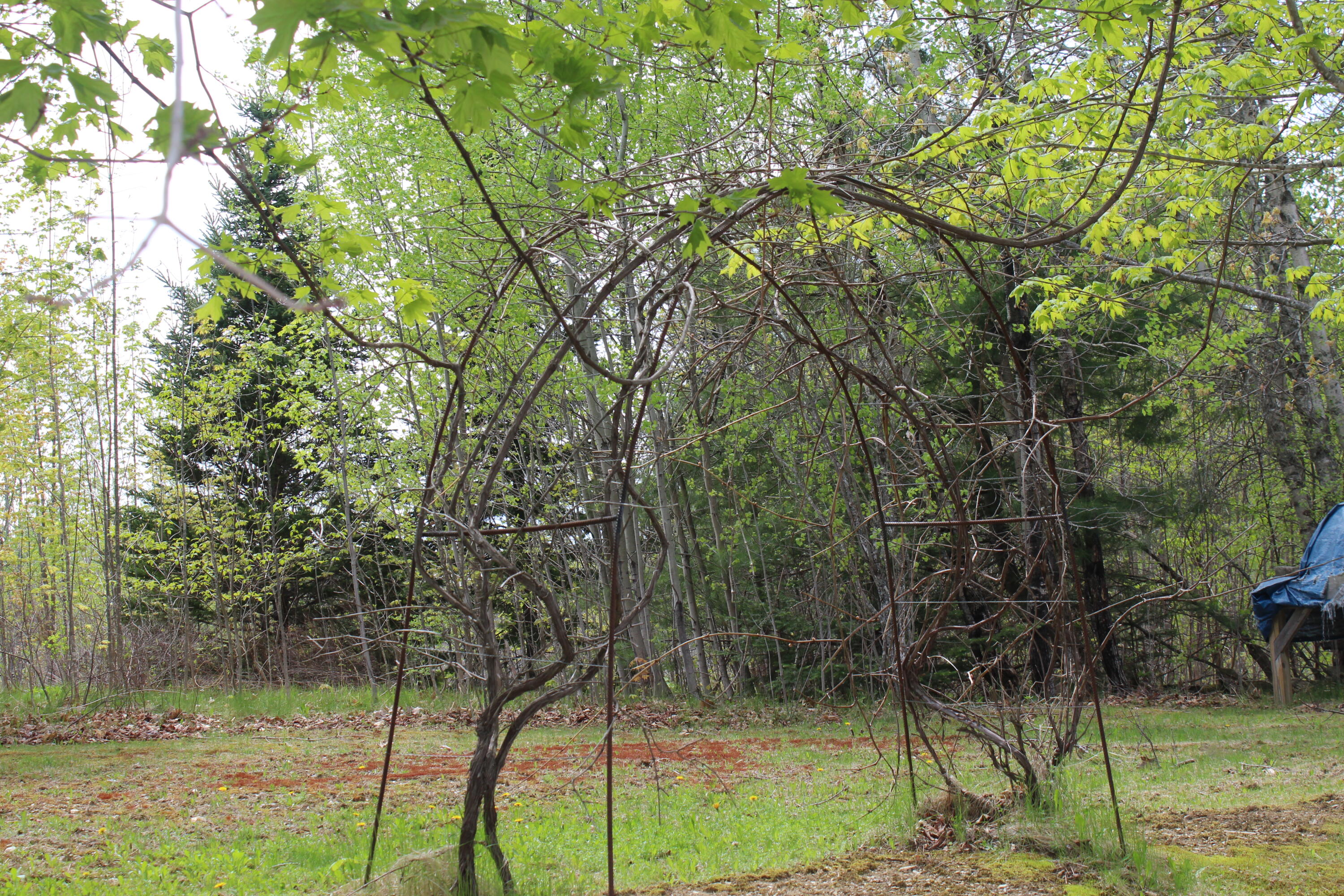 72 Cow Team Road Property Photo 36