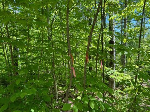Map4lot4b Off Conroy Road Property Photo 4