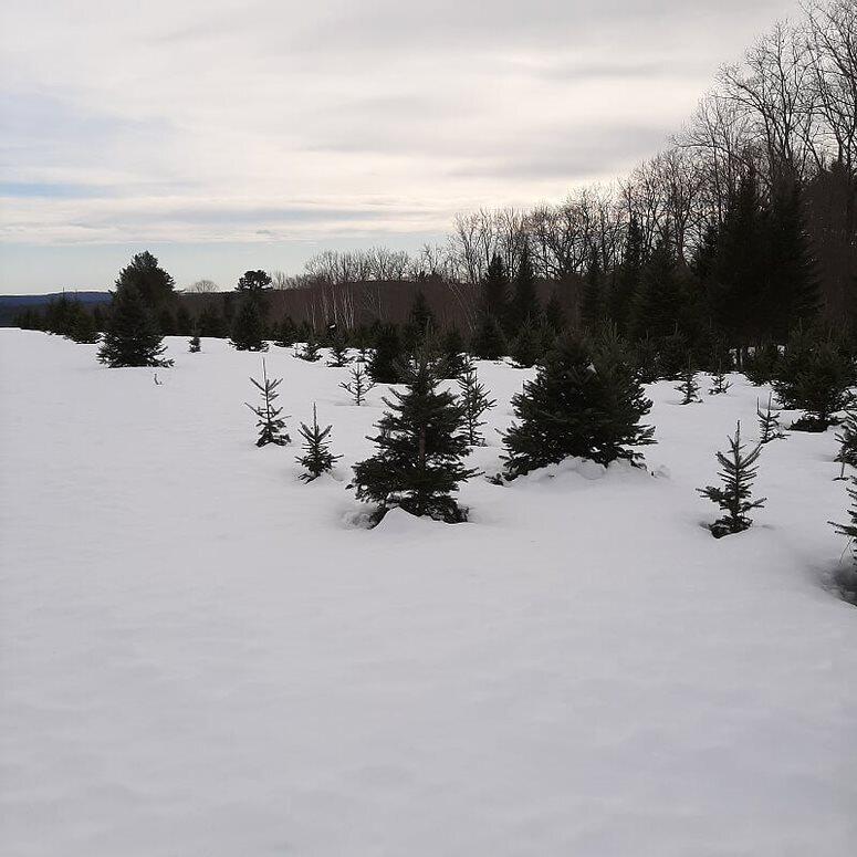 159 Moose Hill Road Property Photo 69