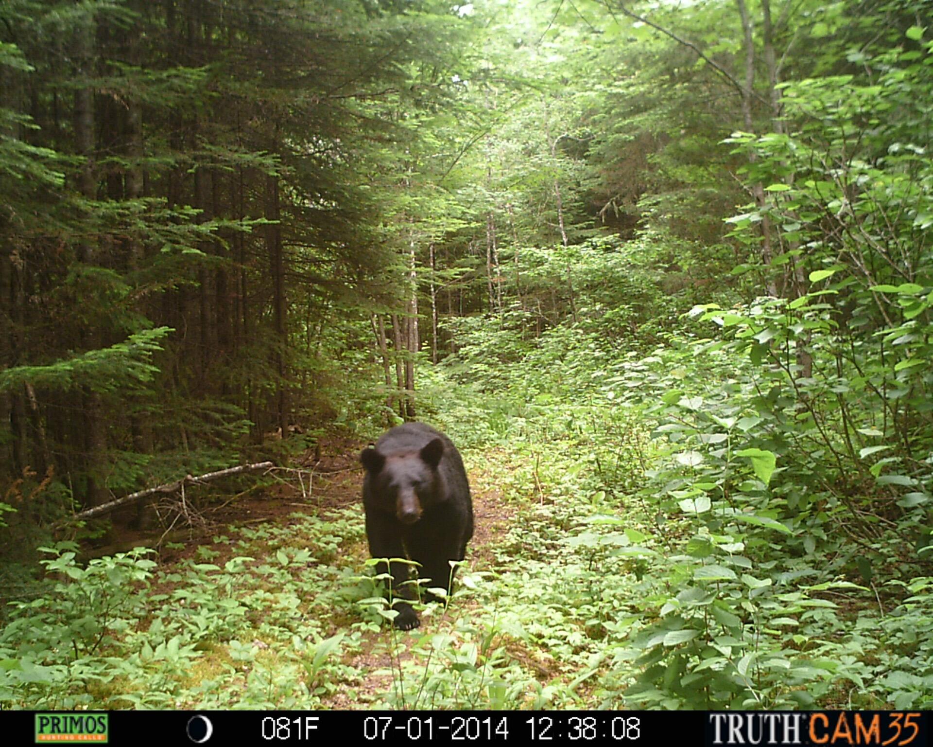 Lot #3 Pleine Road Property Photo 31