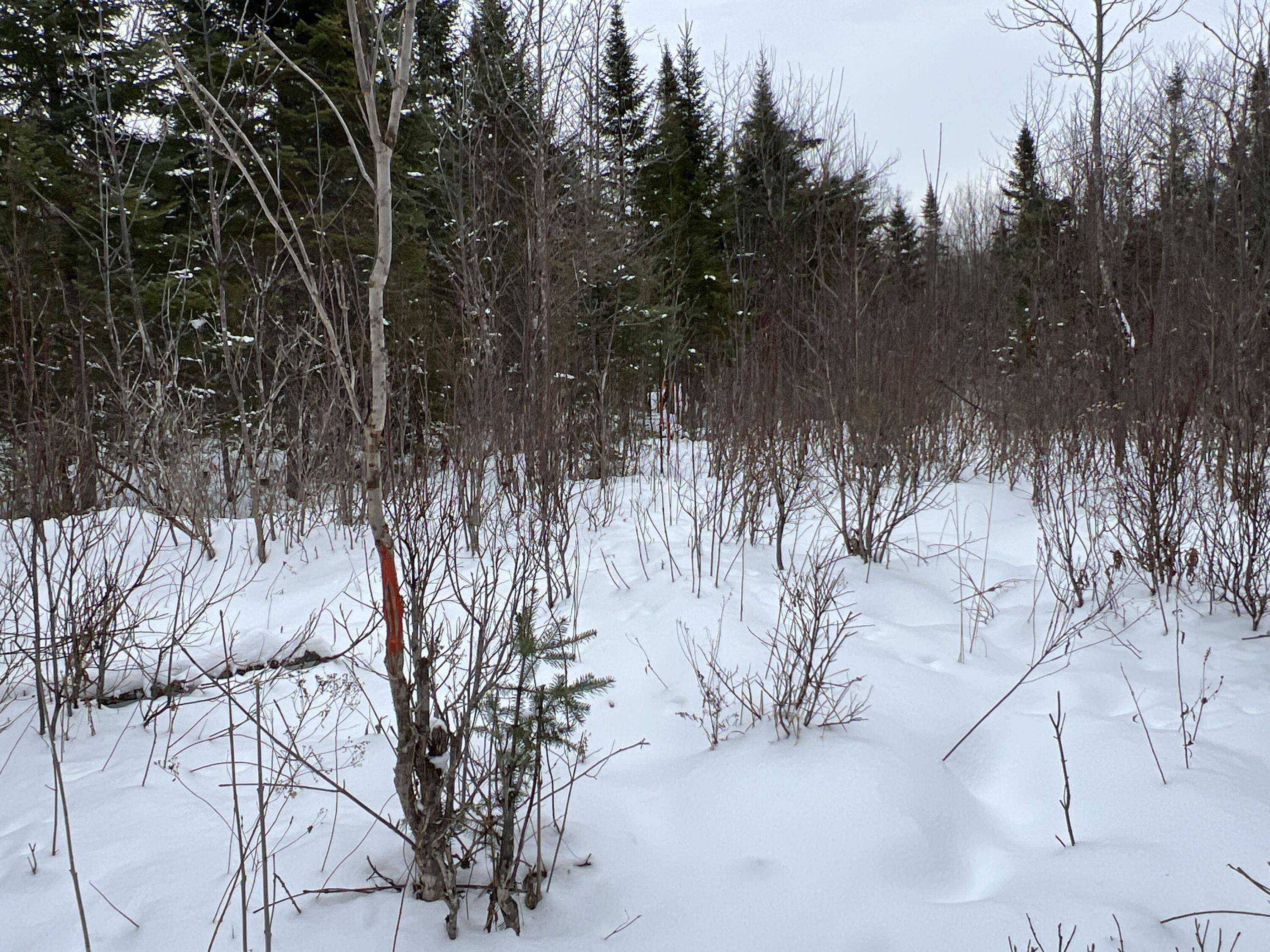Lot 2-18 Shin Pond Road Property Photo 34