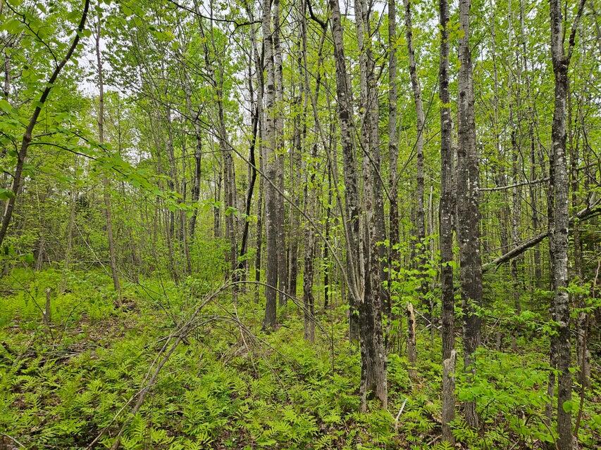 681 Mile Hill Road Property Photo 5
