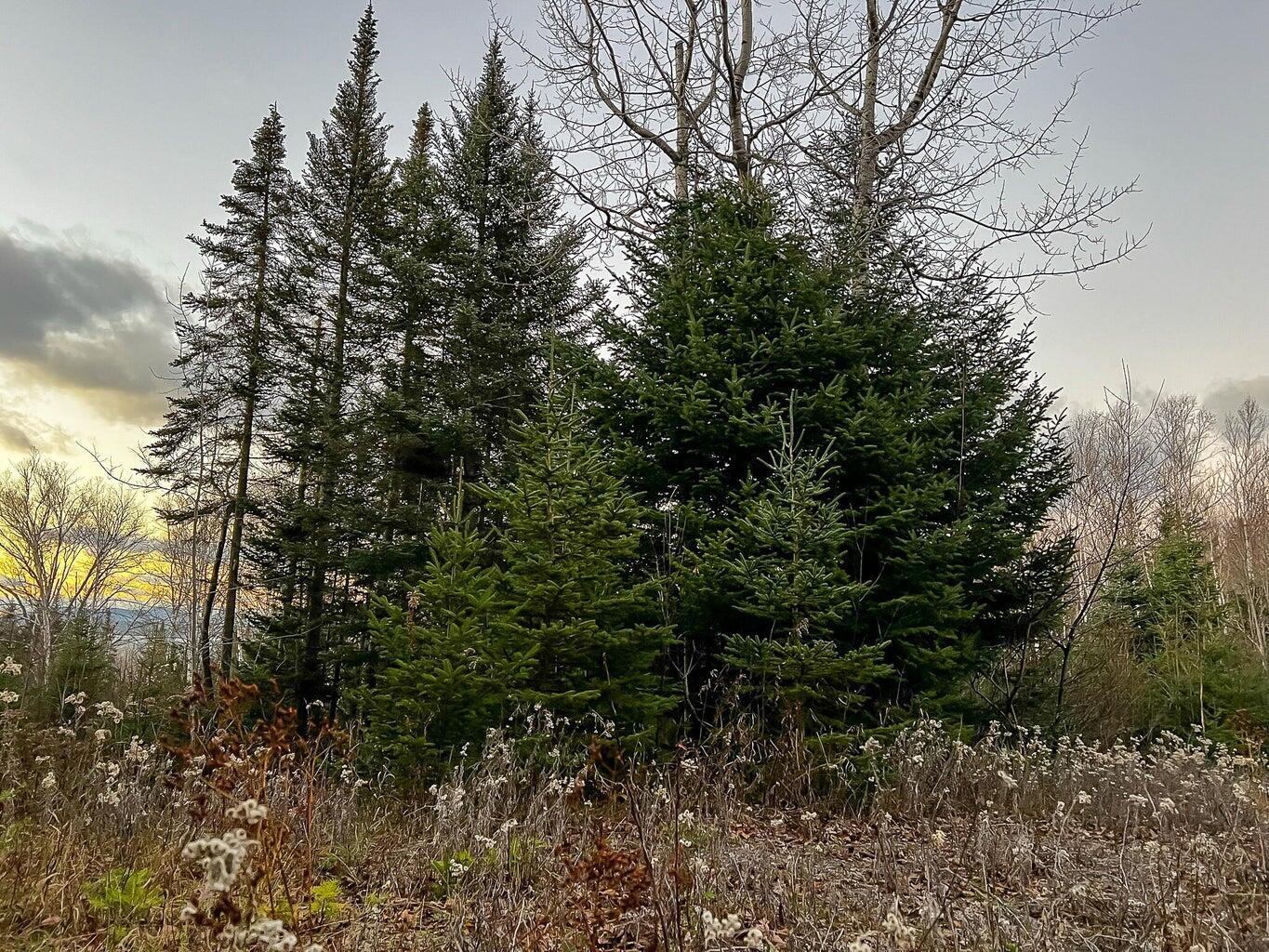 Lot 16 Mill Brook Road Property Photo 20