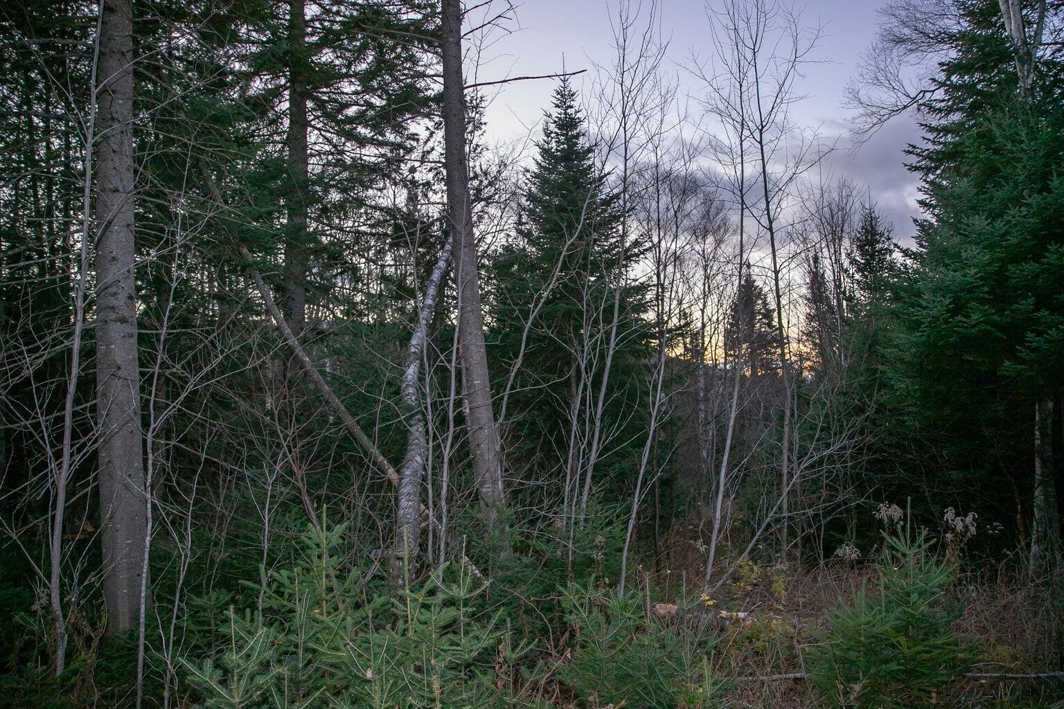 Lot 16 Mill Brook Road Property Photo 28