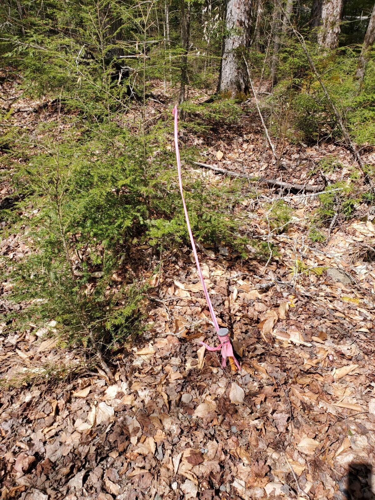 1.3 Ac Off Barrows Lake Road Property Photo 5