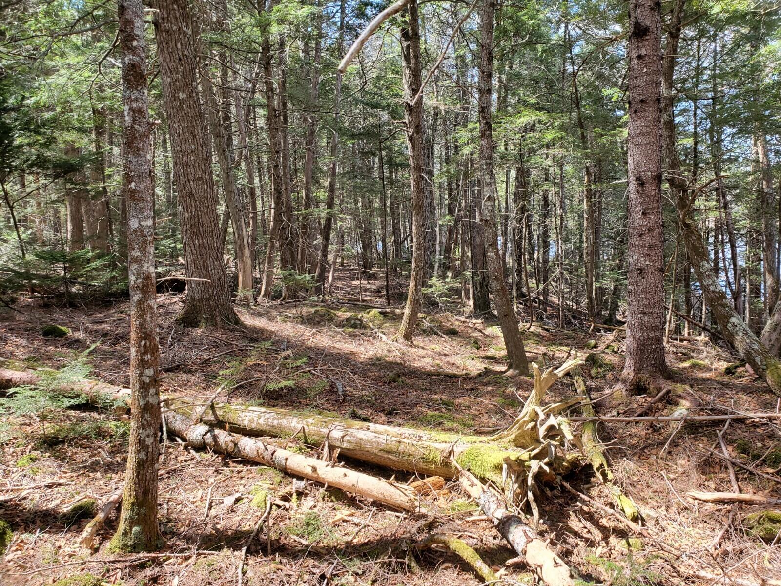 1.3 Ac Off Barrows Lake Road Property Photo 6