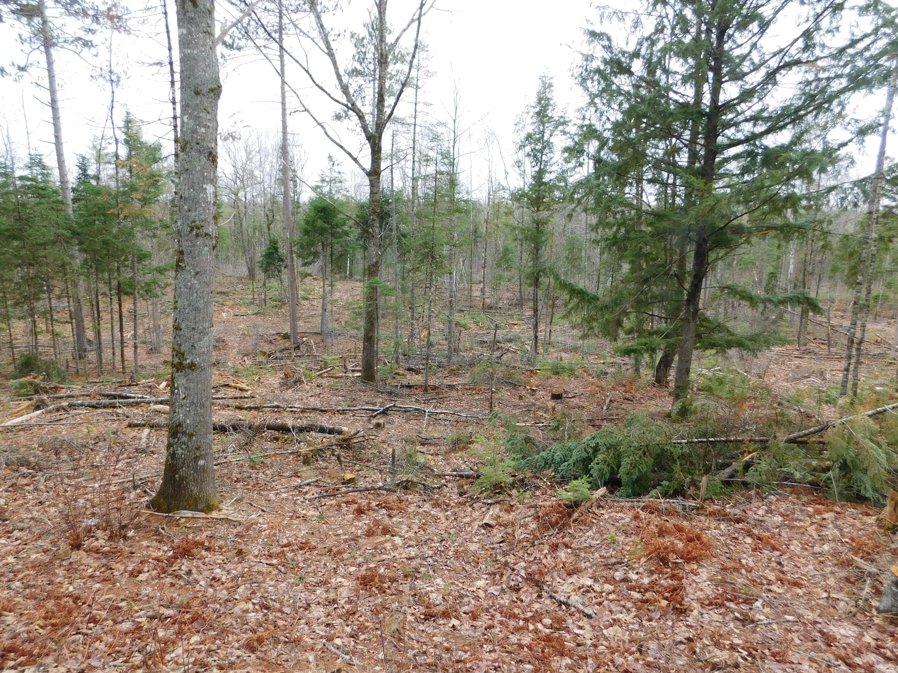 Lot # 4 Spring Bridge Road Property Photo 1