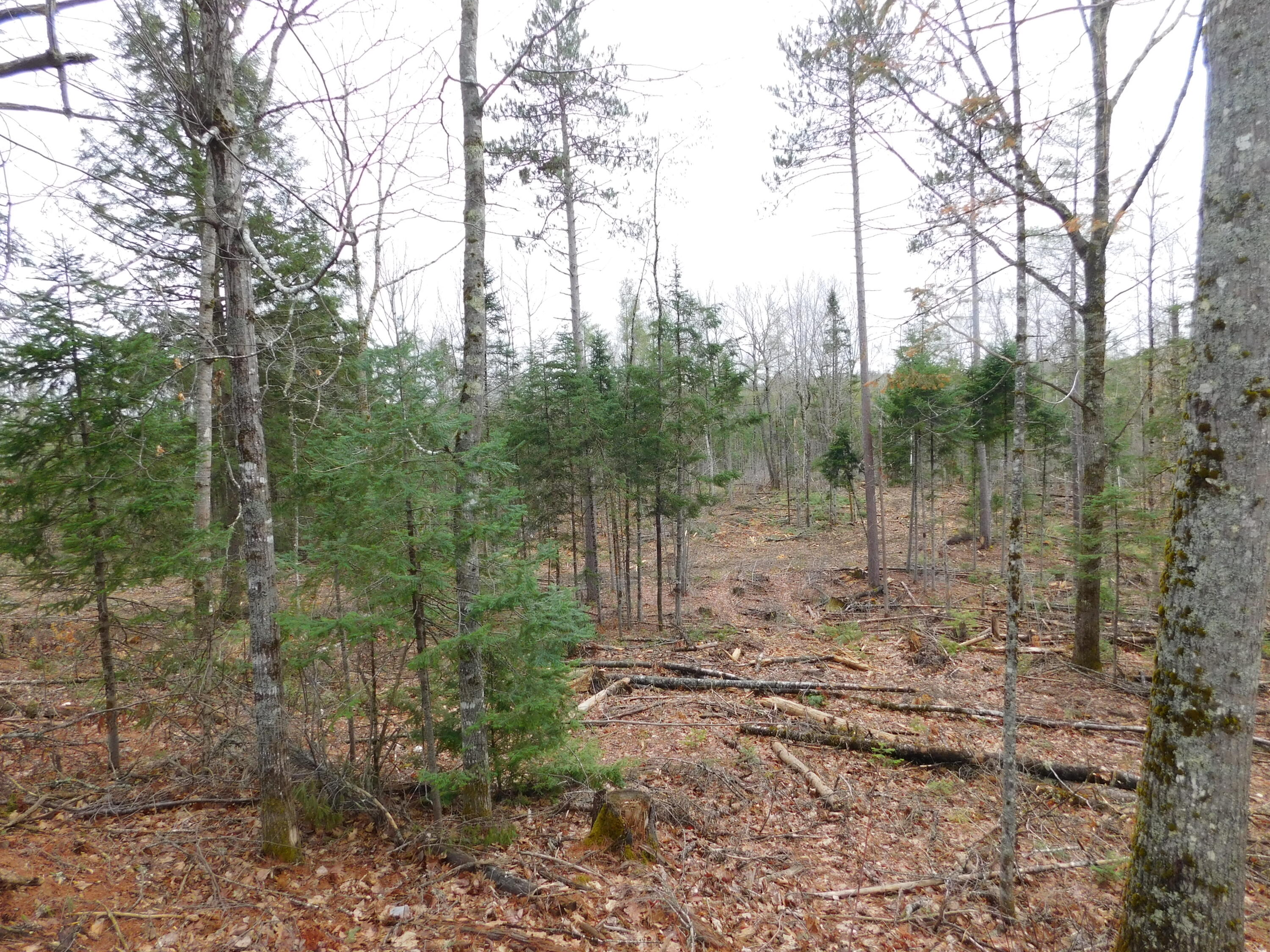 Lot # 4 Spring Bridge Road Property Photo 2