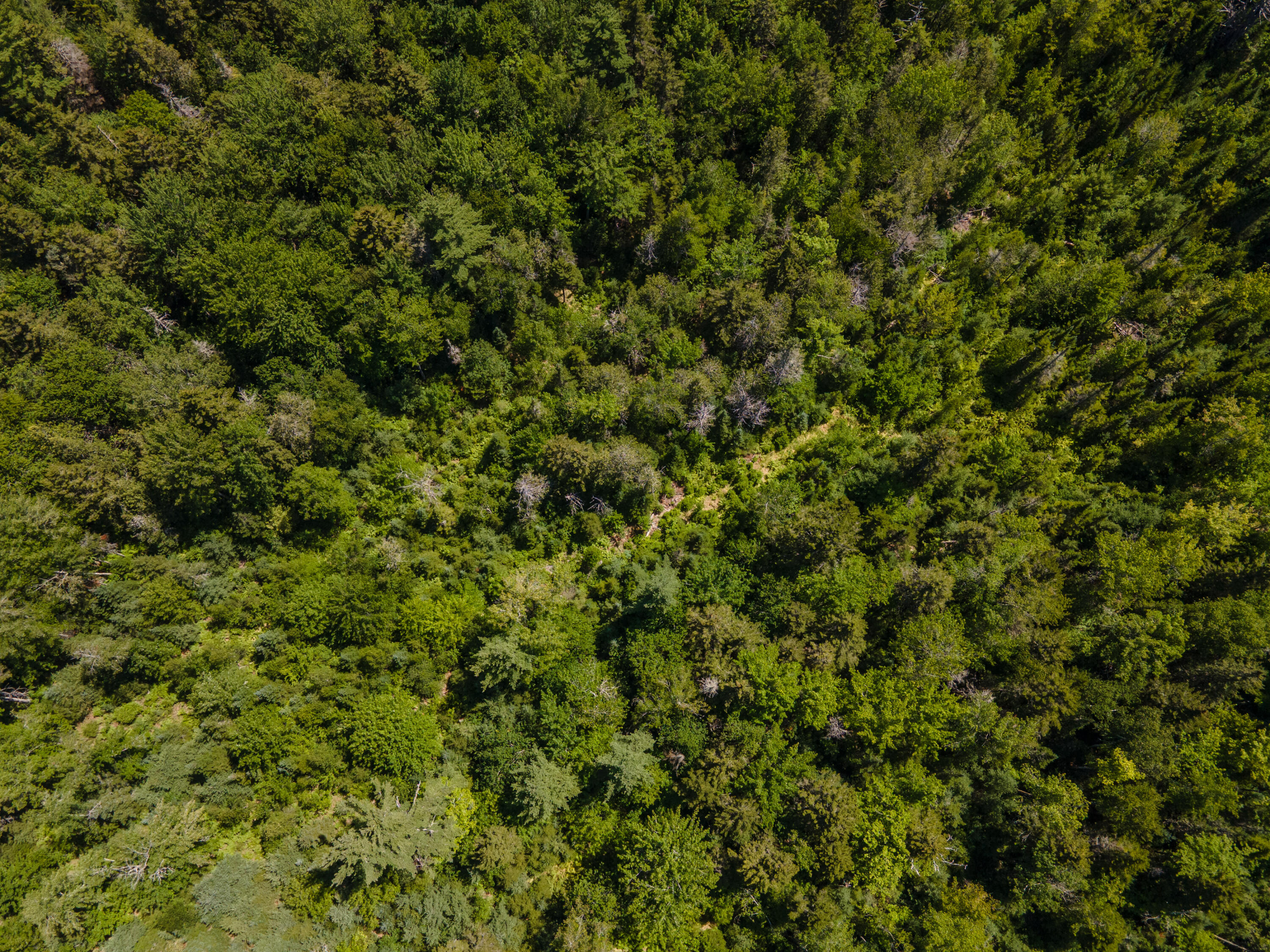Map10lot27 Blackswoods Road Property Photo 13