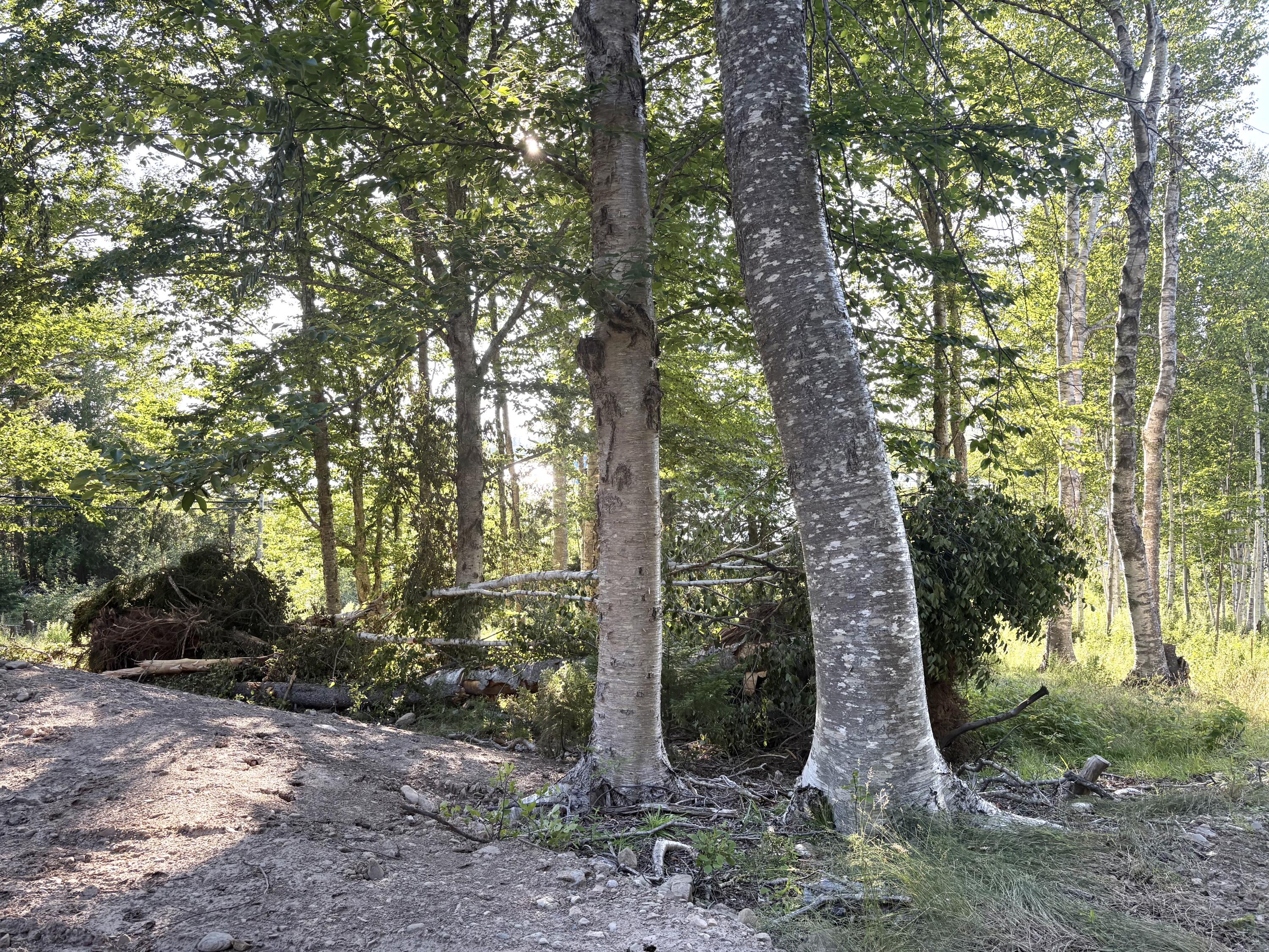 Lot 9-part Rt 190 Road Property Photo 26