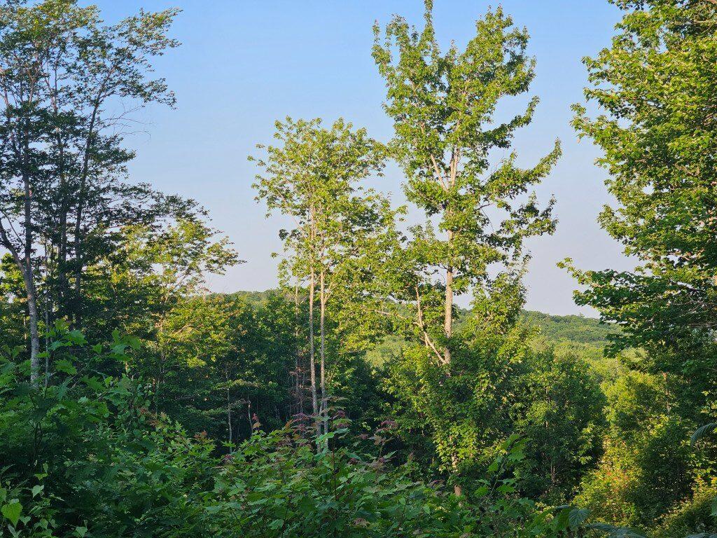 2 W Mountain View Estates West Drive Property Photo 3
