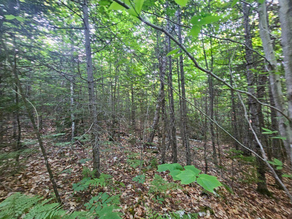 2 W Mountain View Estates West Drive Property Photo 10