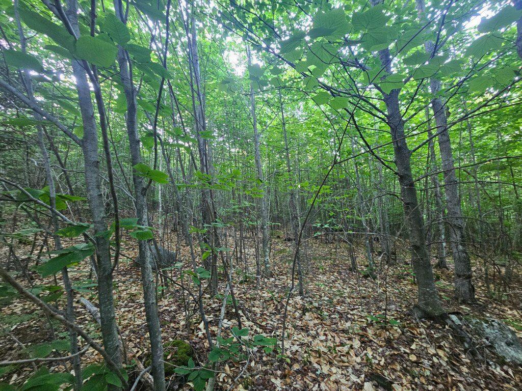 2 W Mountain View Estates West Drive Property Photo 11