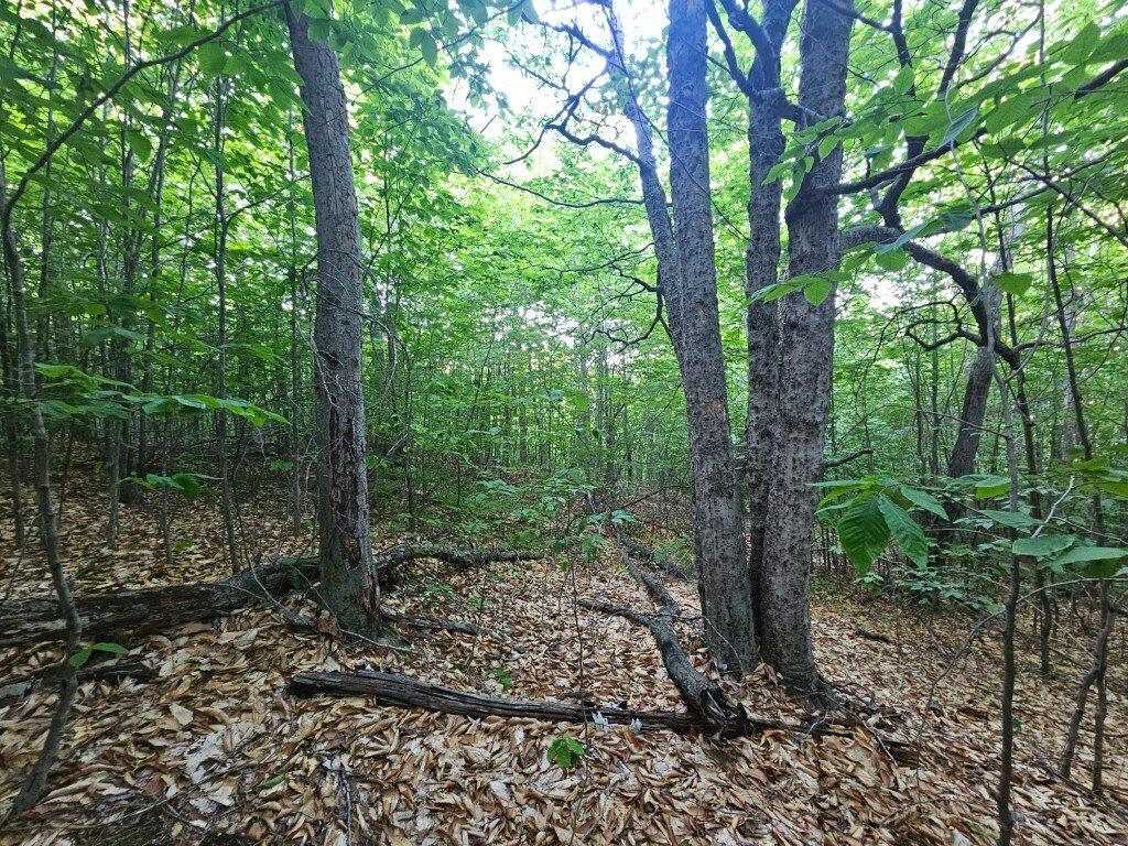 2 W Mountain View Estates West Drive Property Photo 13