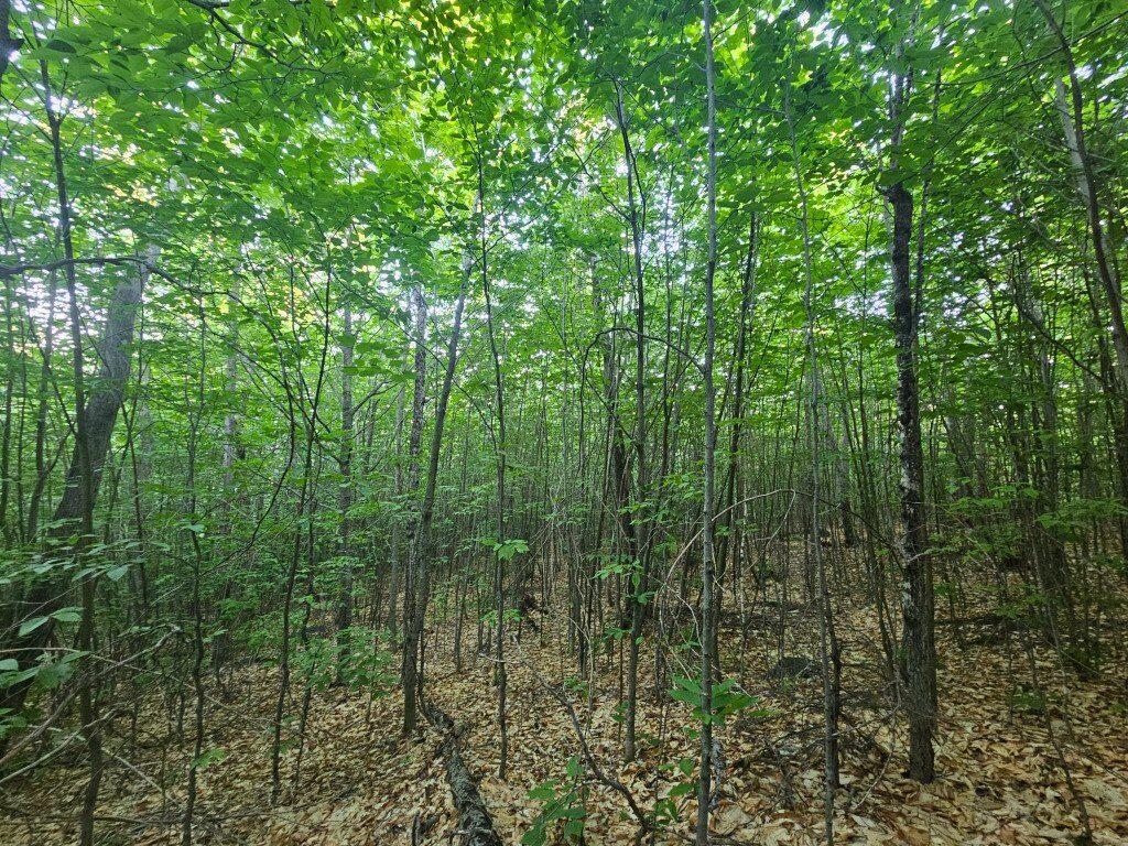 2 W Mountain View Estates West Drive Property Photo 14