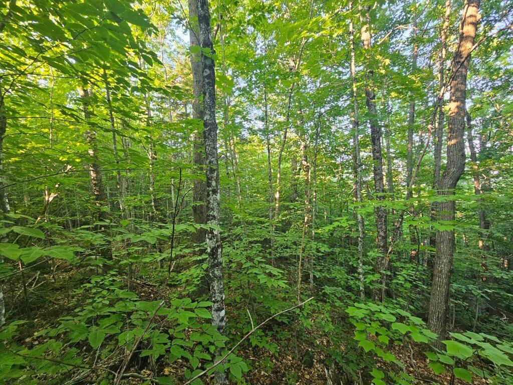 2 W Mountain View Estates West Drive Property Photo 15