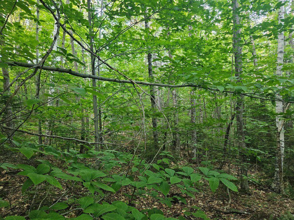 2 W Mountain View Estates West Drive Property Photo 18