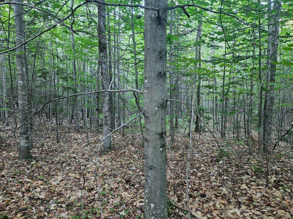 2 W Mountain View Estates West Drive Property Photo 20