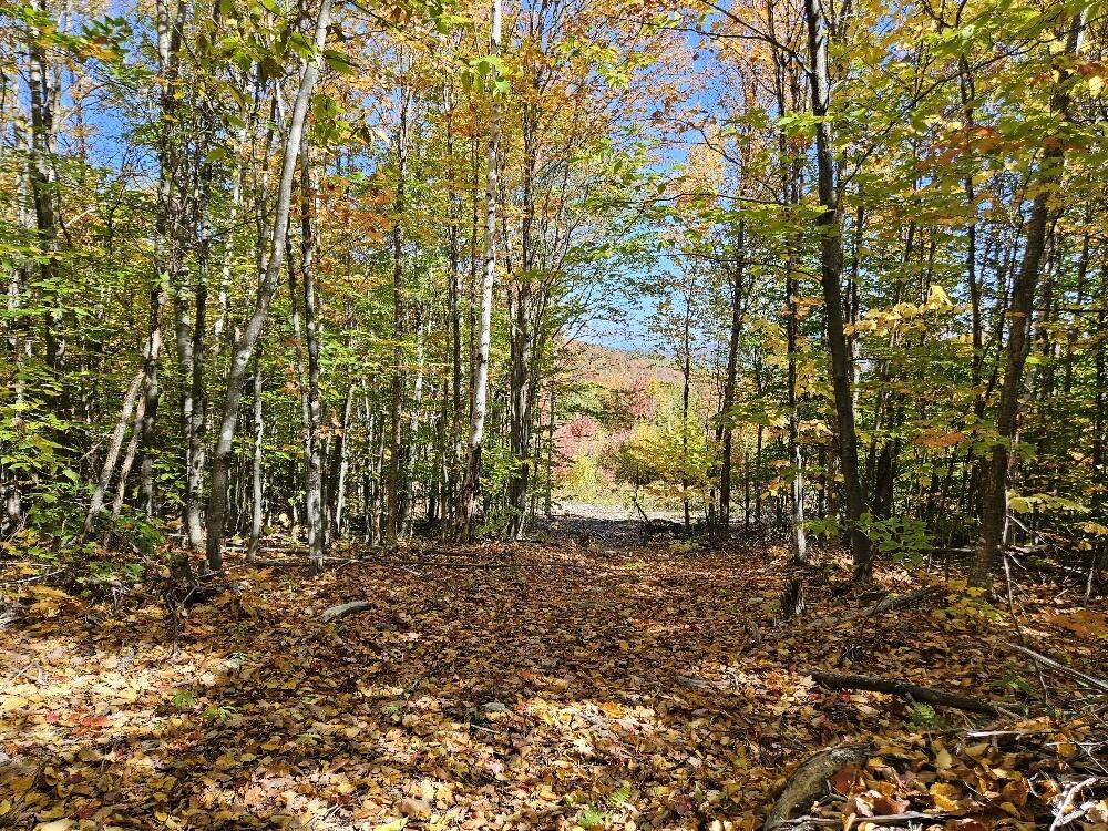 Lot 9 E Moose Alley Road Property Photo 4