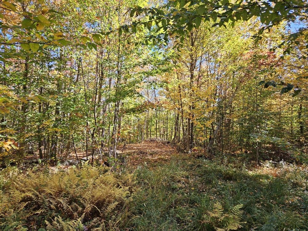 Lot 9 E Moose Alley Road Property Photo 14