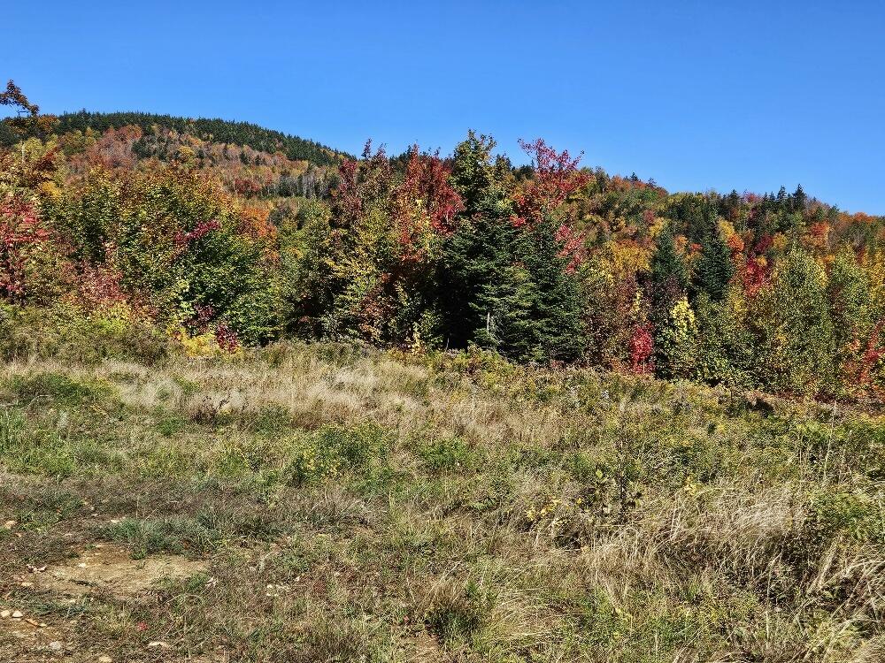 Lot 9 E Moose Alley Road Property Photo 42