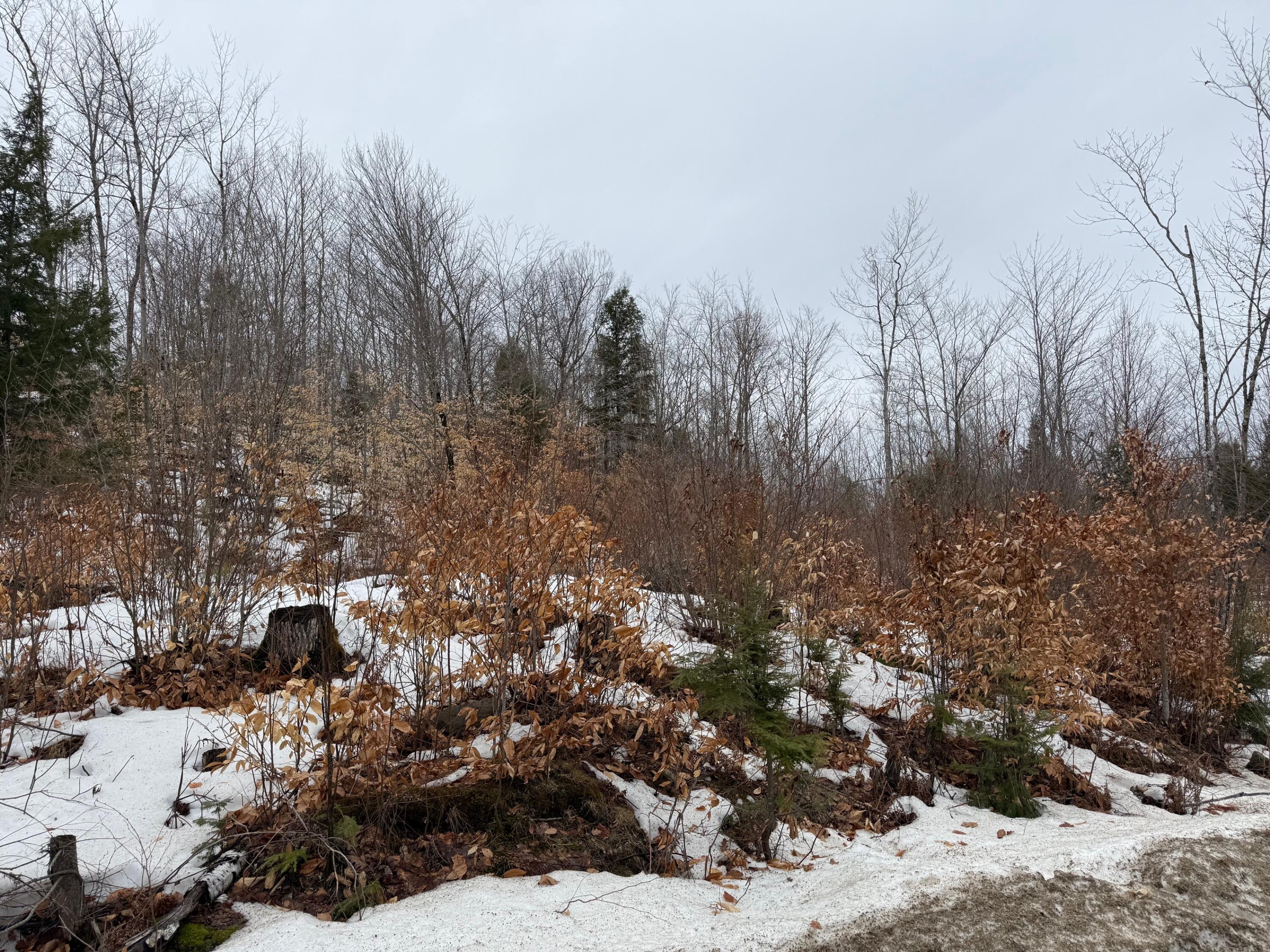 5 Lone Oaks Road Property Photo 3