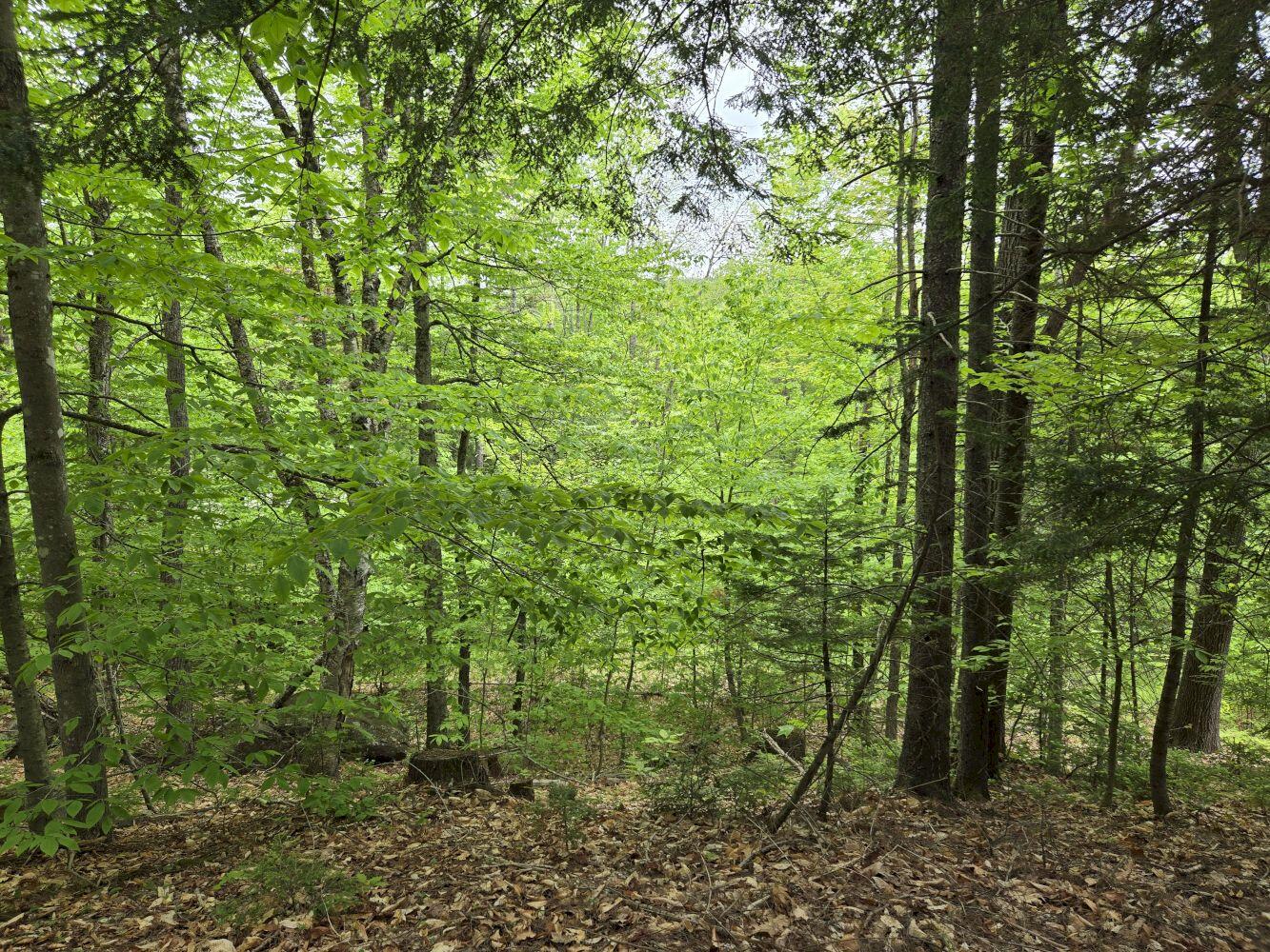 Lot 10c Staples Pond Road Property Photo 9