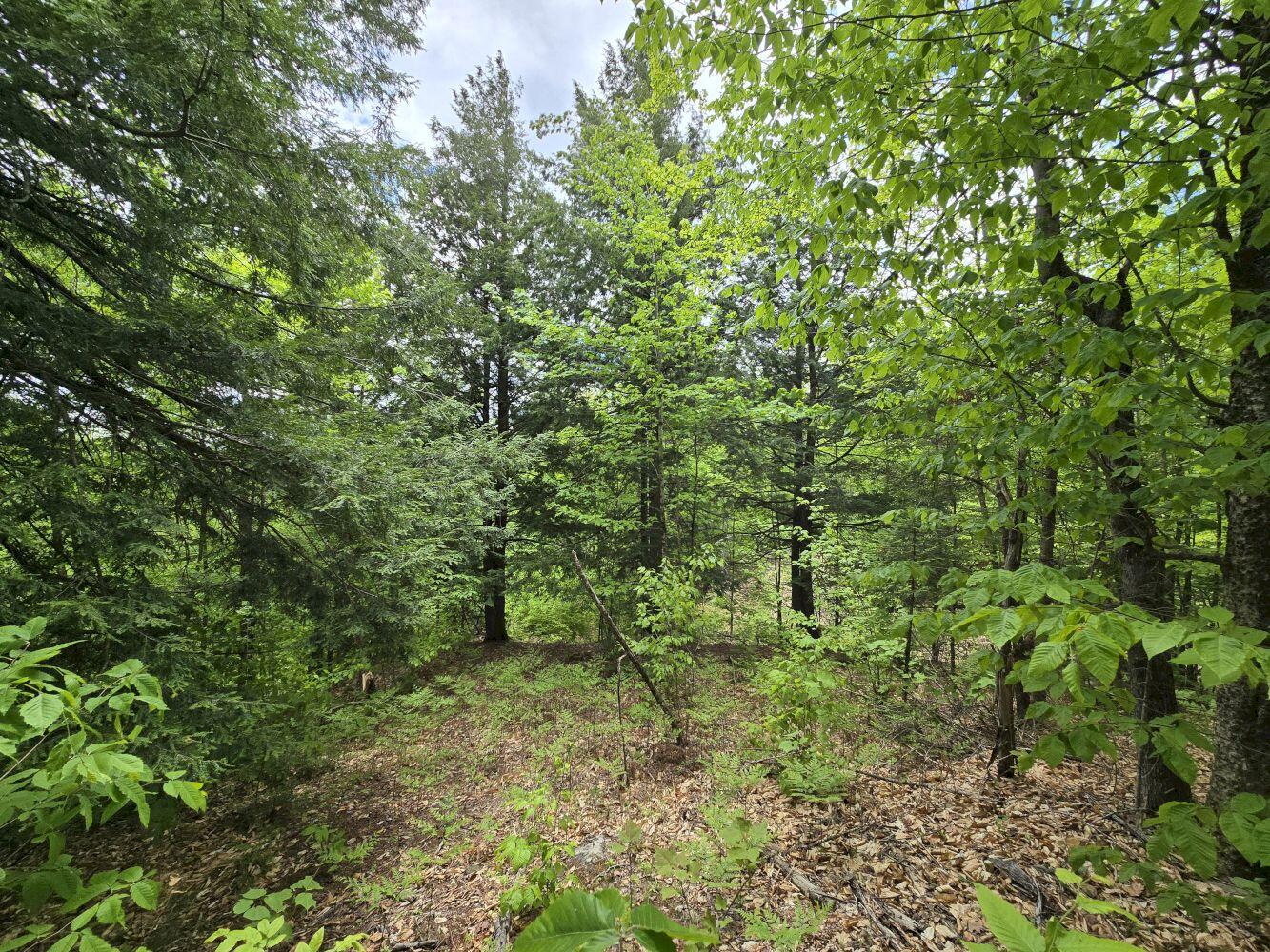 Lot 10c Staples Pond Road Property Photo 11