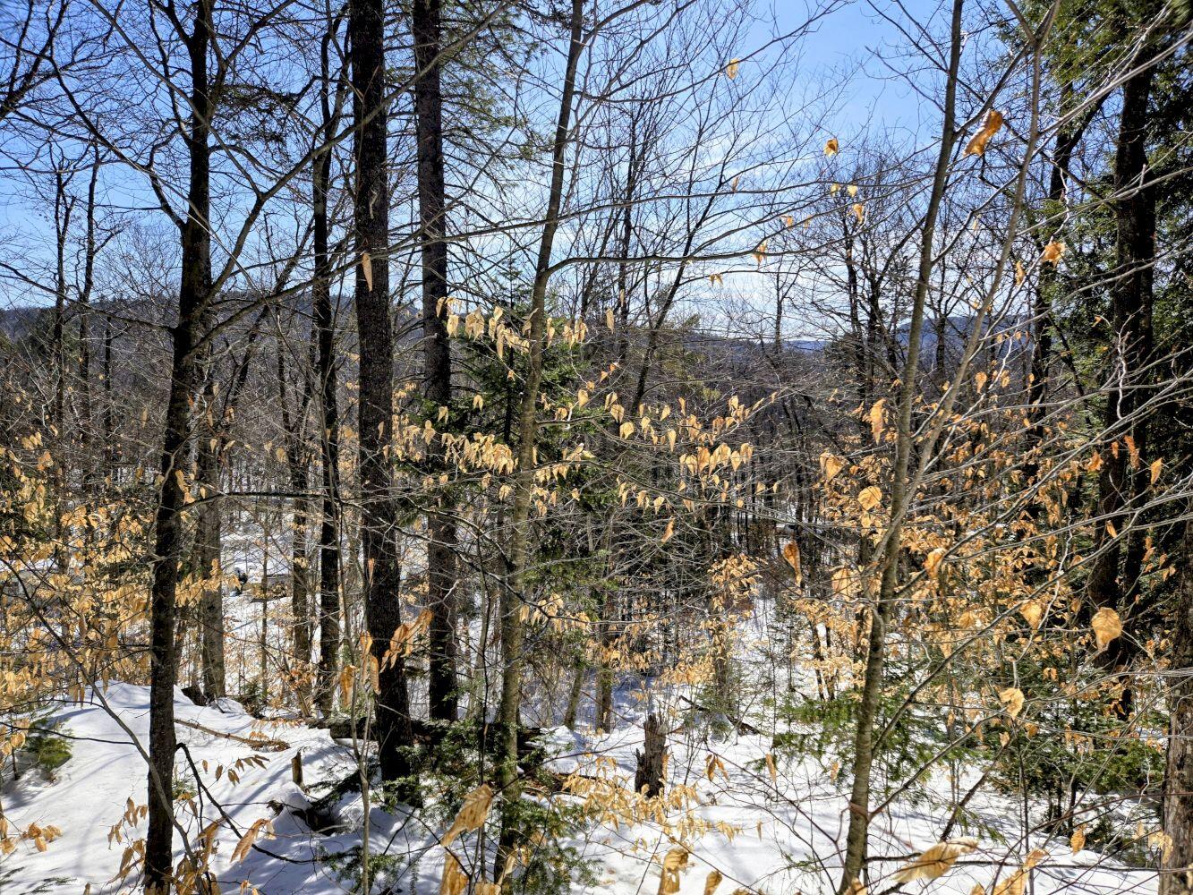 Lot 10c Staples Pond Road Property Photo 21