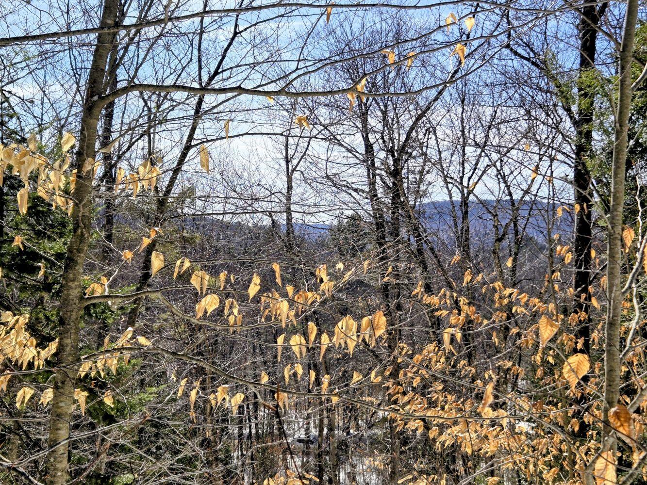 Lot 10c Staples Pond Road Property Photo 25