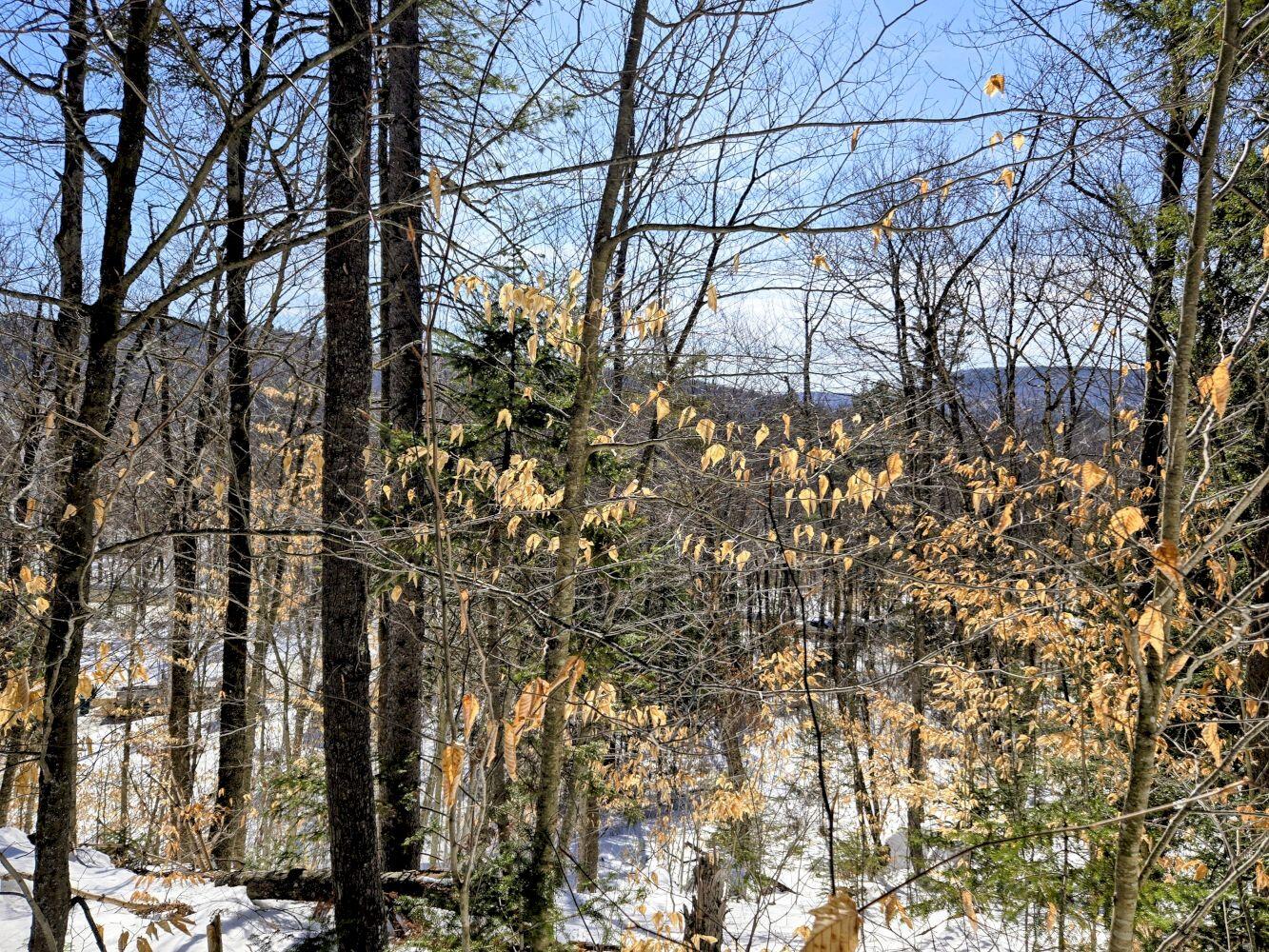 Lot 10c Staples Pond Road Property Photo 26