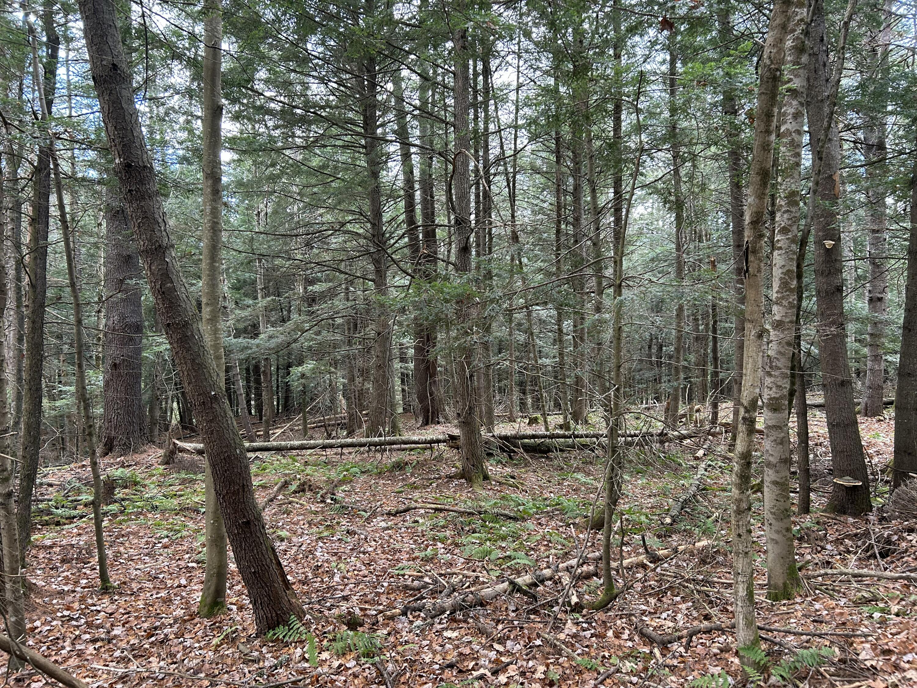 0 Stream View Drive Property Photo 5