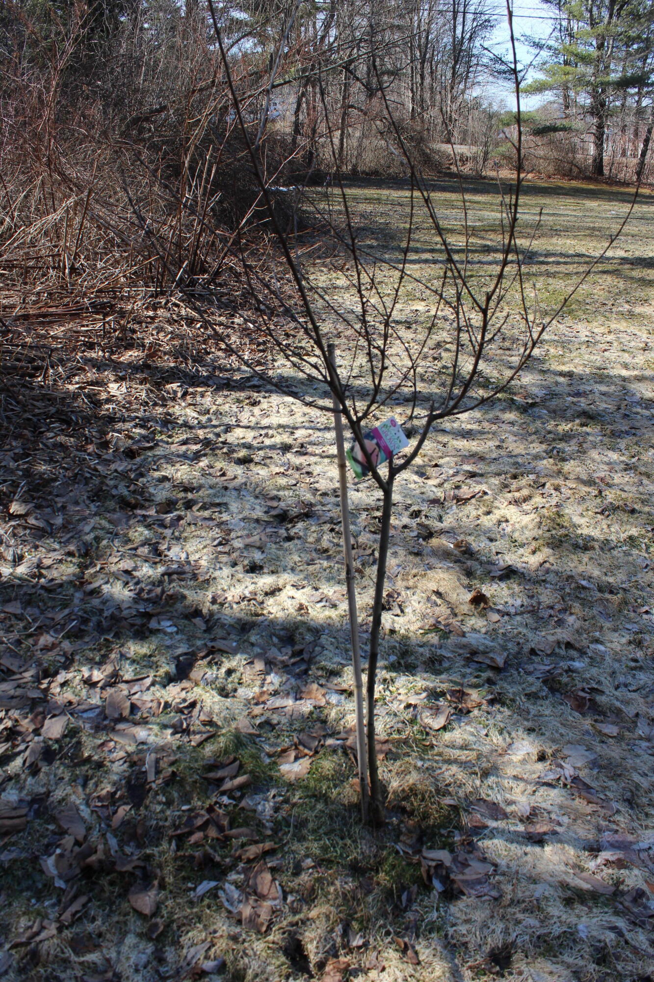 247 S Belfast Avenue Property Photo 15