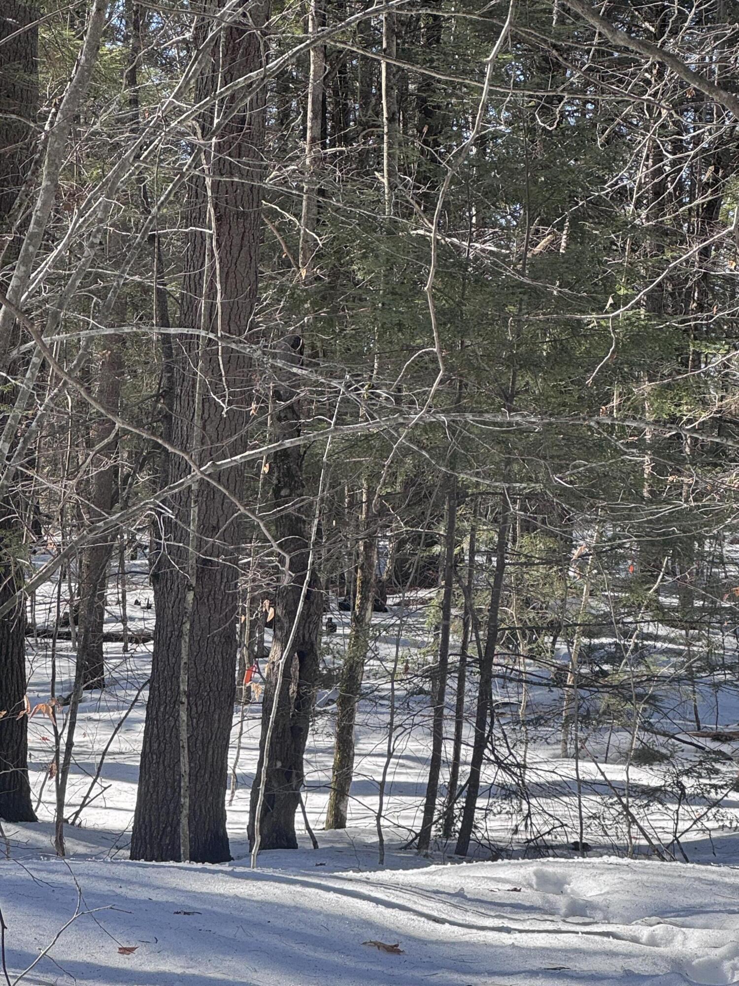 Lot #10 Goose Pond Road Property Photo 4