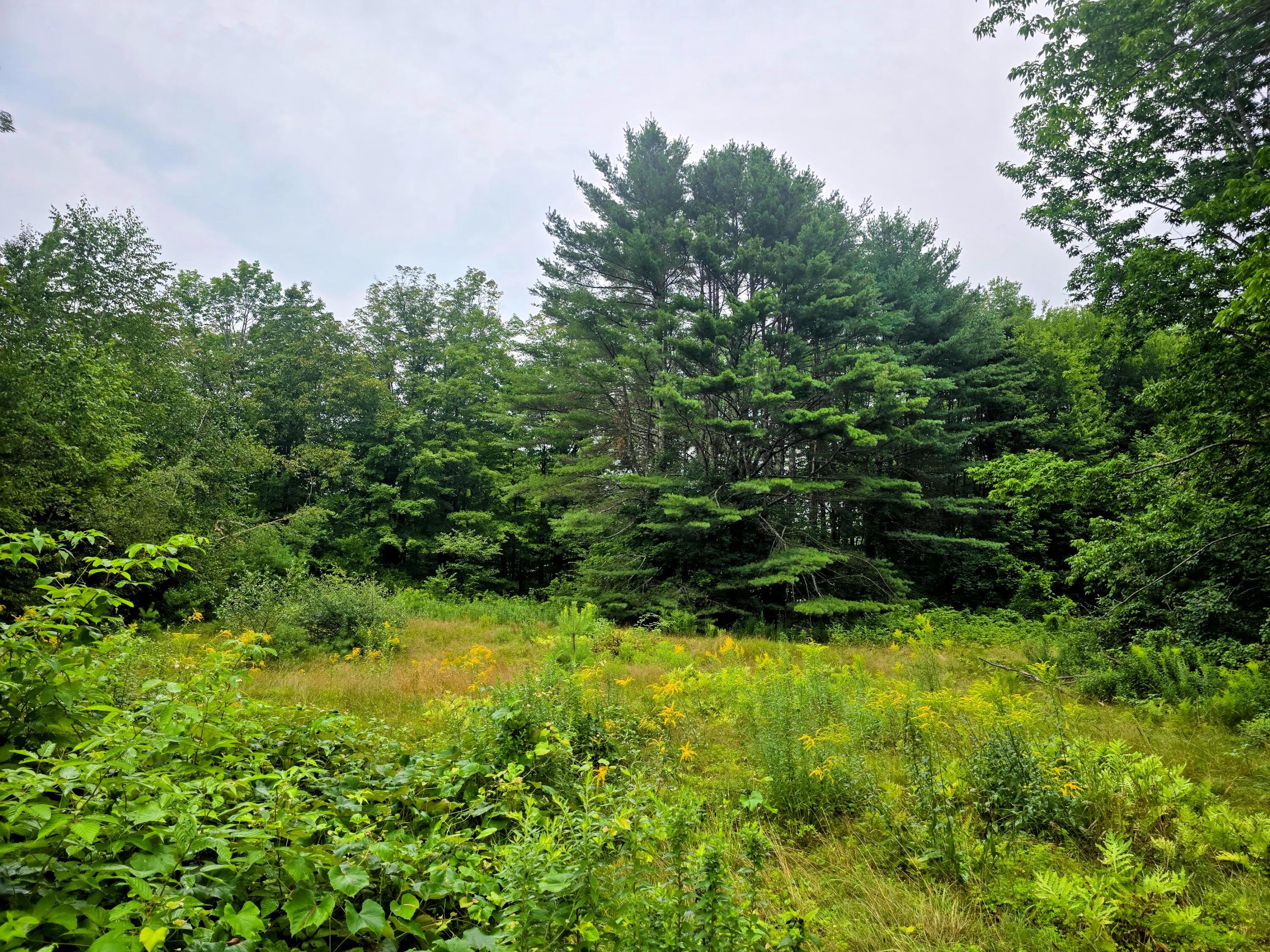 705 Plains Road Property Photo 10