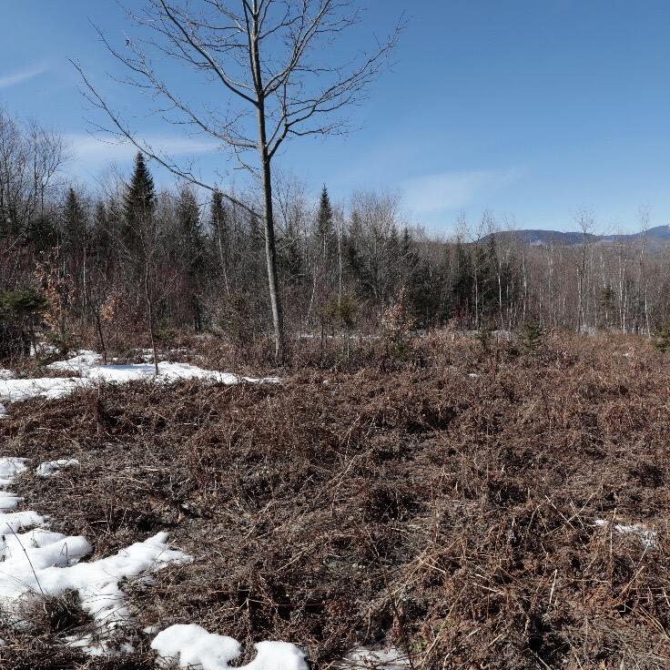 Lot #20 Hollis Drive (eagle Ridge) Road Property Photo 14