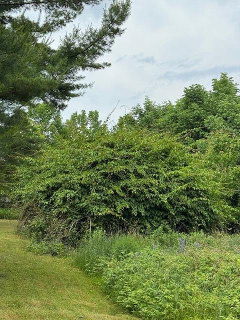 45 Freedom Road Property Photo 73