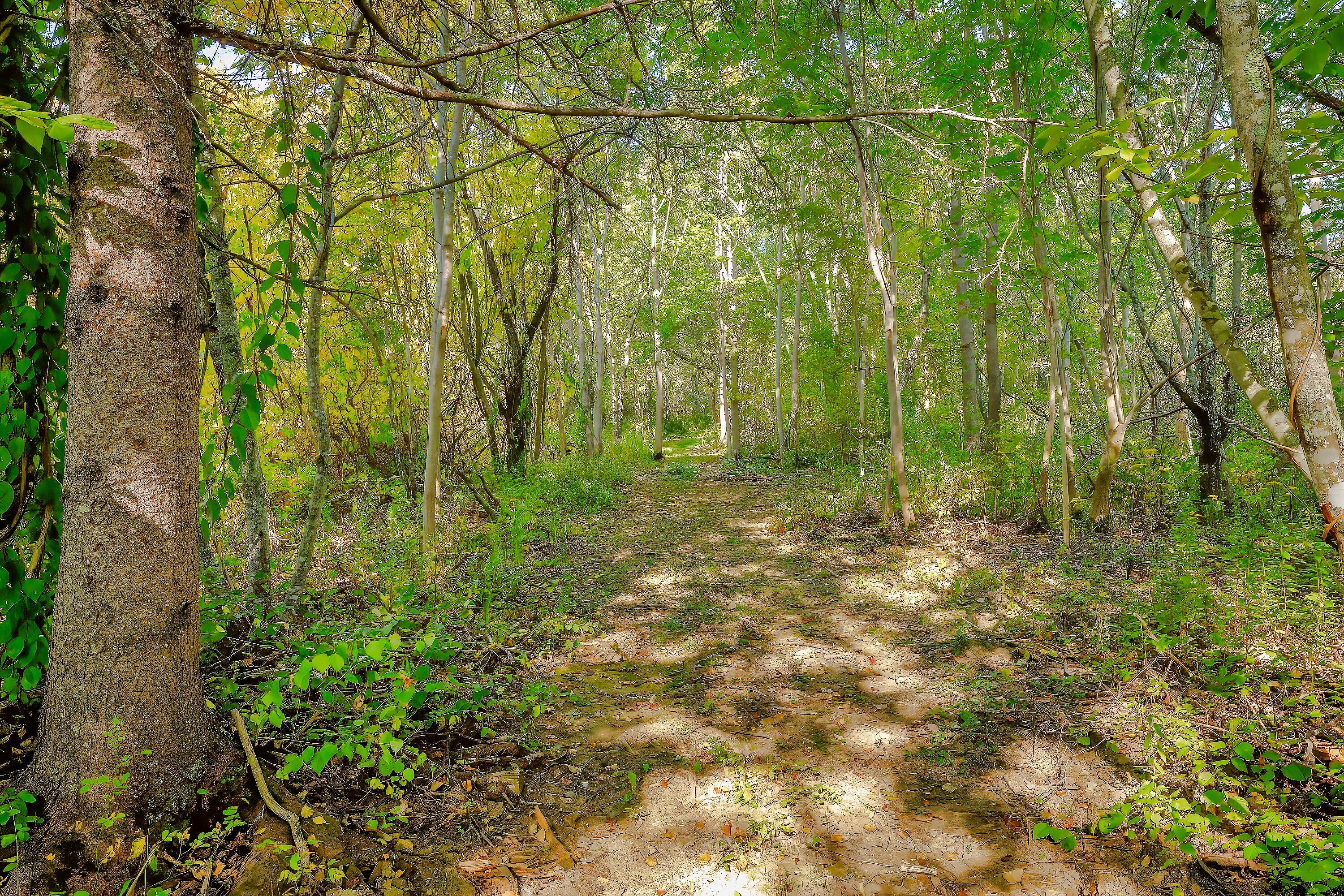 87 Carter Point Road Property Photo 42