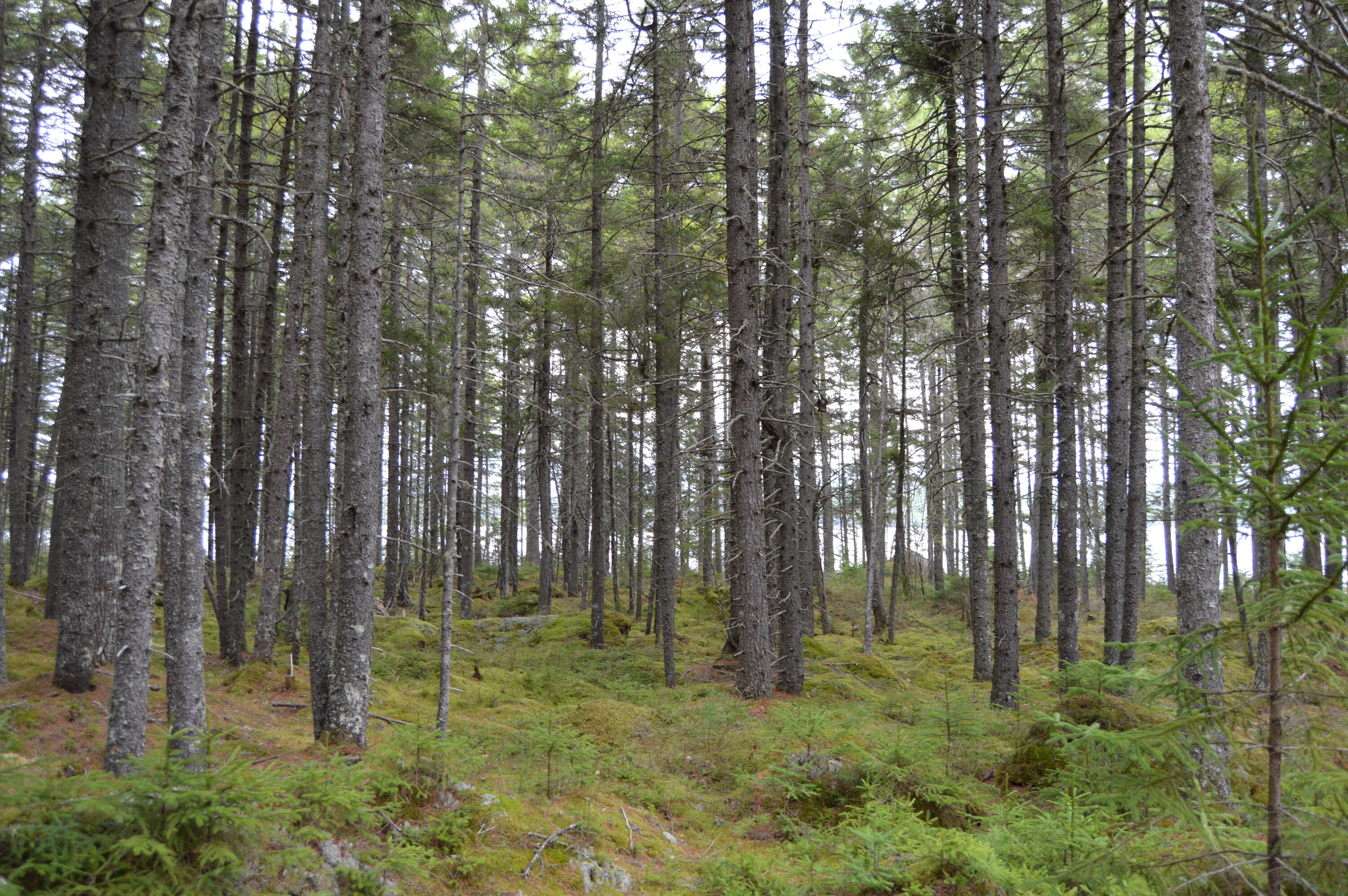 M1 L12-10 Toothaker Island Property Photo 48