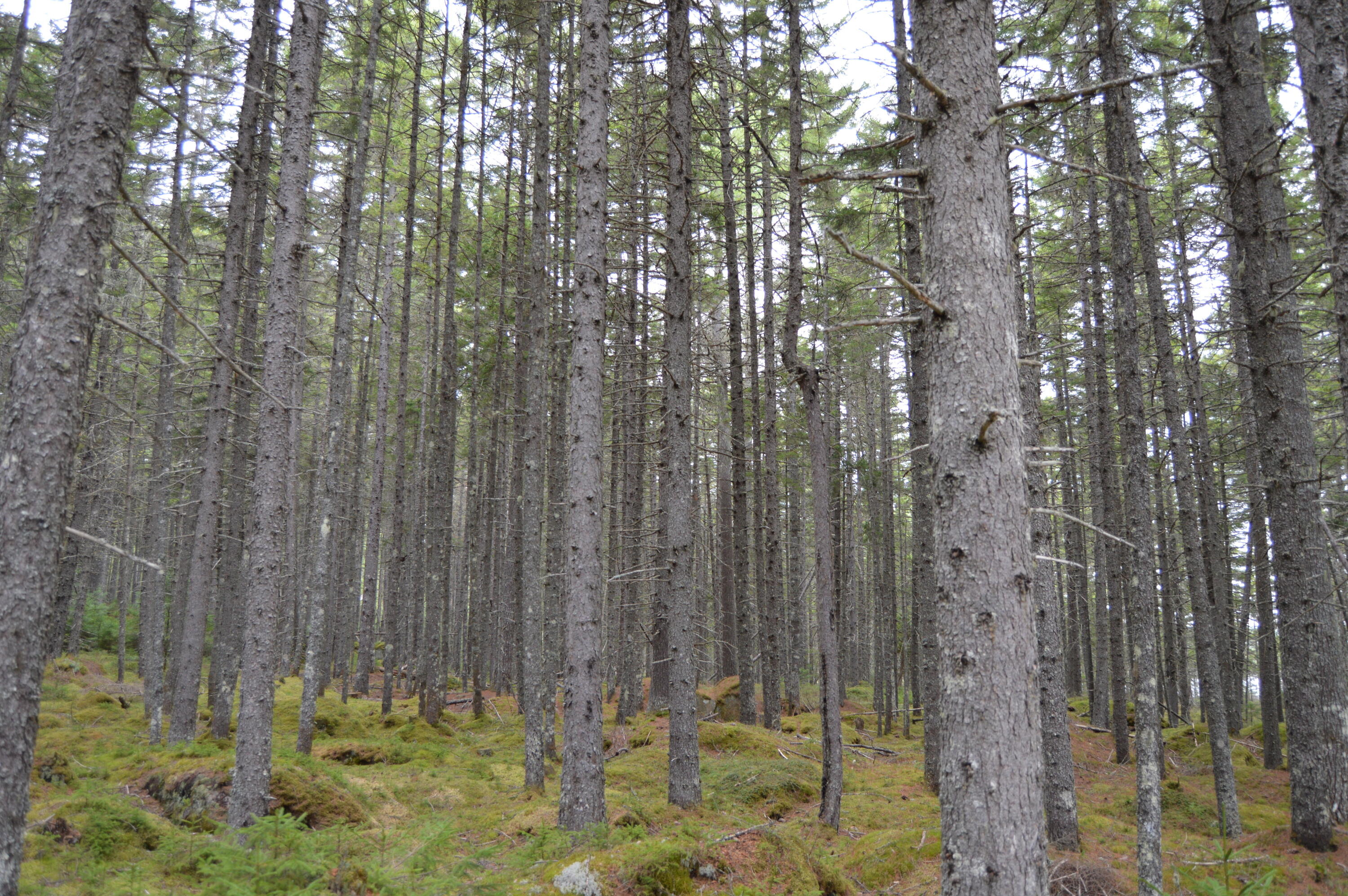 M1 L12-10 Toothaker Island Property Photo 49