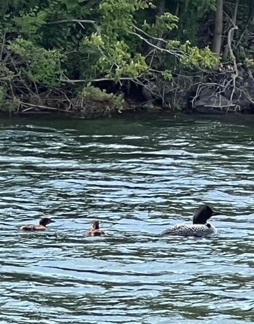 57 Baxter Boulevard Property Photo 67