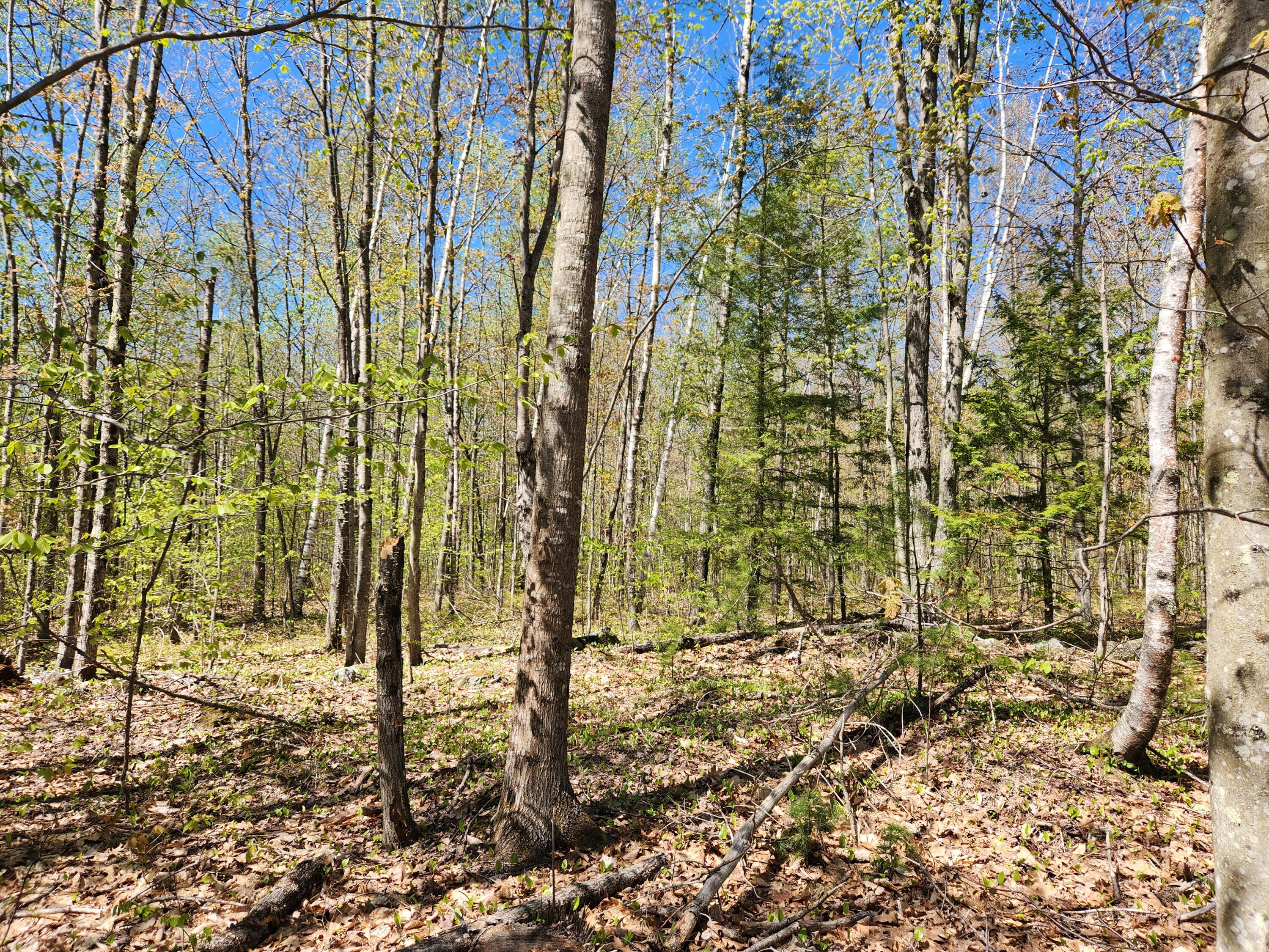 286 Staples Hill Road Property Photo 72